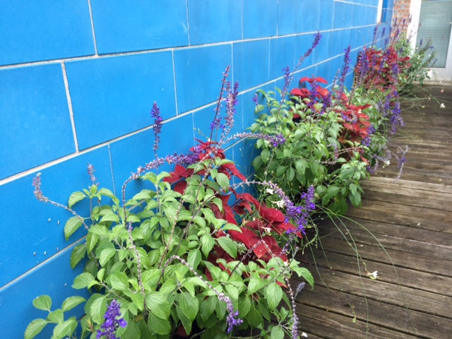 A Sprout-home client's home with outdoor purple flowering annuals and red coleus in front of a blue tiled wall. 