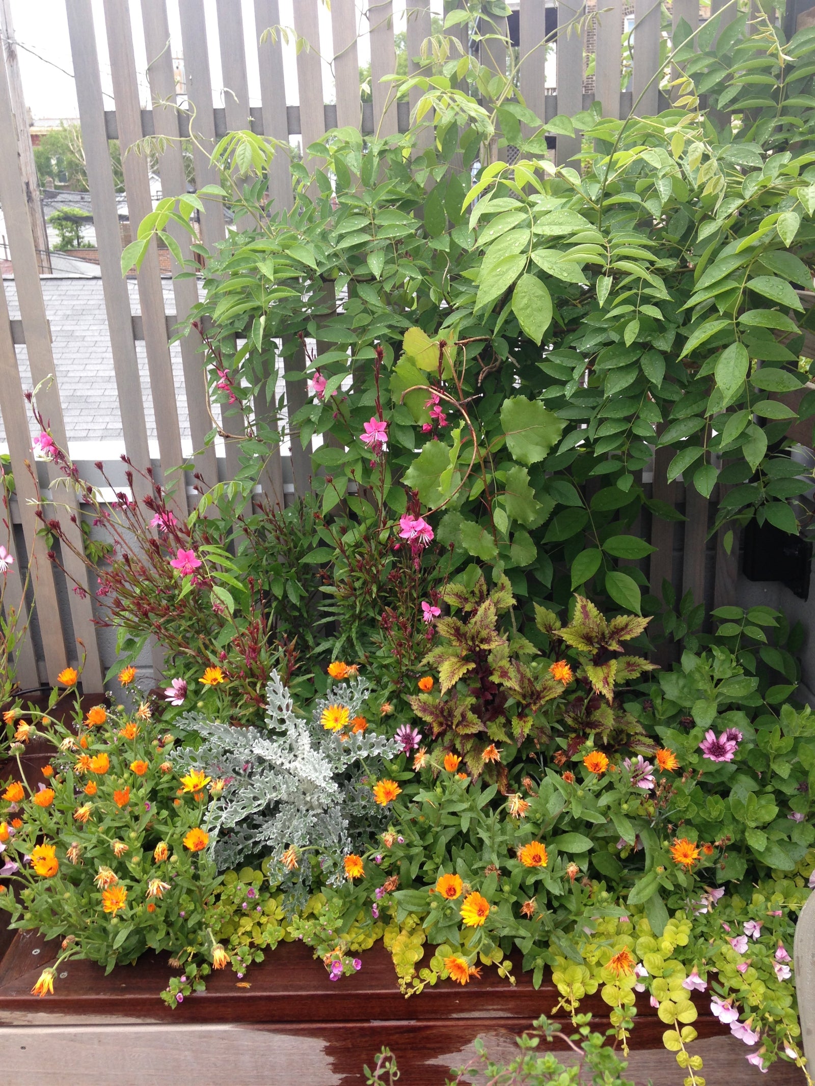annual planter with Calendula and Guara