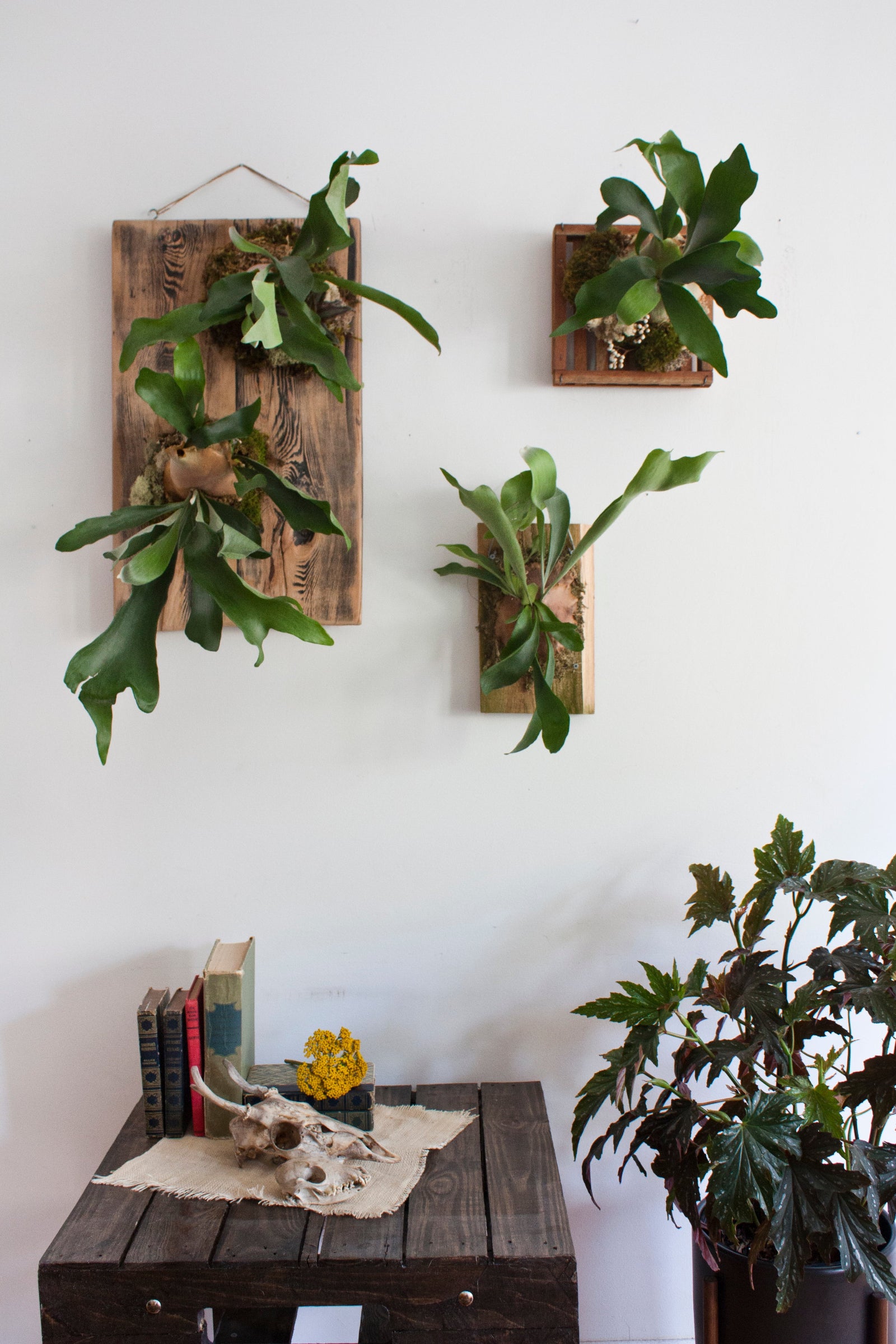 a trio of mounted stag horn ferns above a wood table by Sprout-home