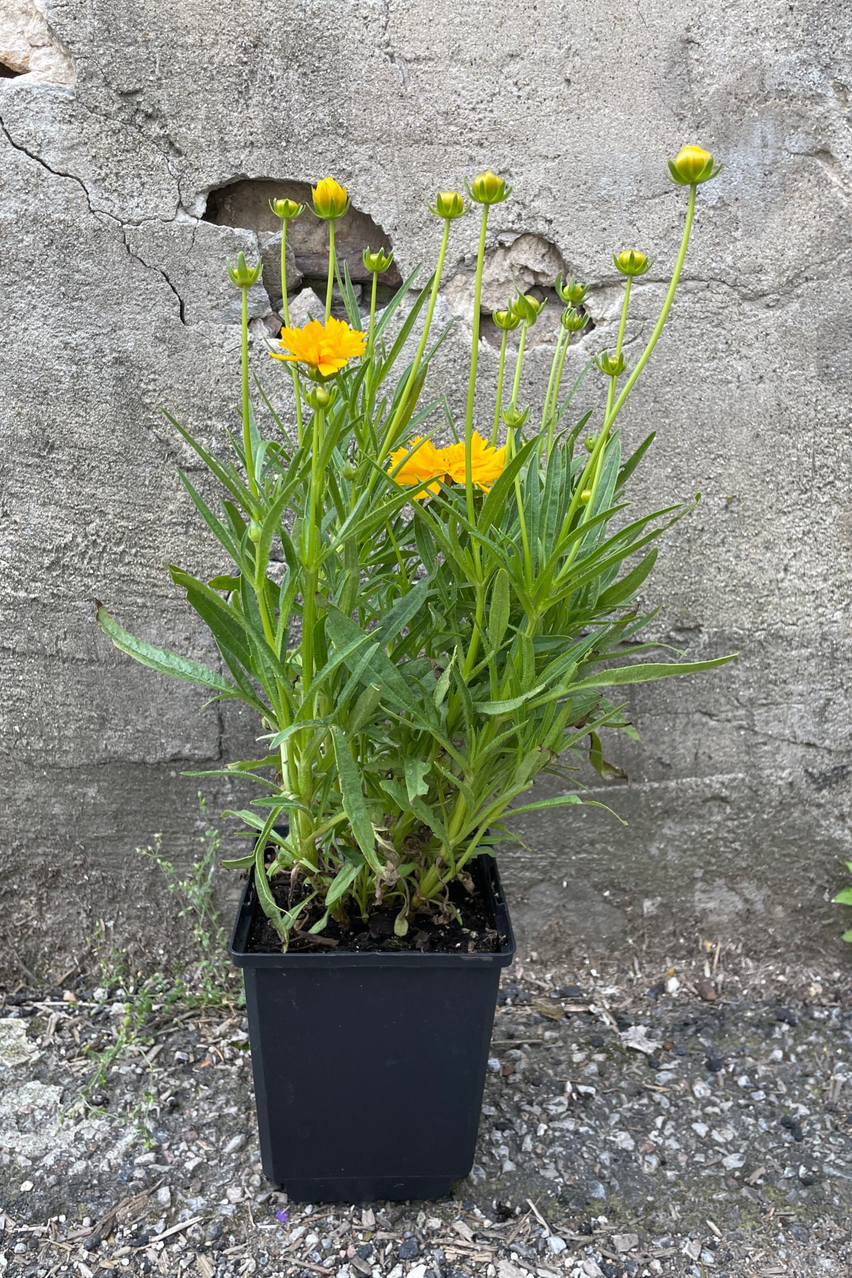 Coreopsis 'Double the Sun' in a 4" growers pot at Sprout-home in bud and boom the end of May ©Sprout Home