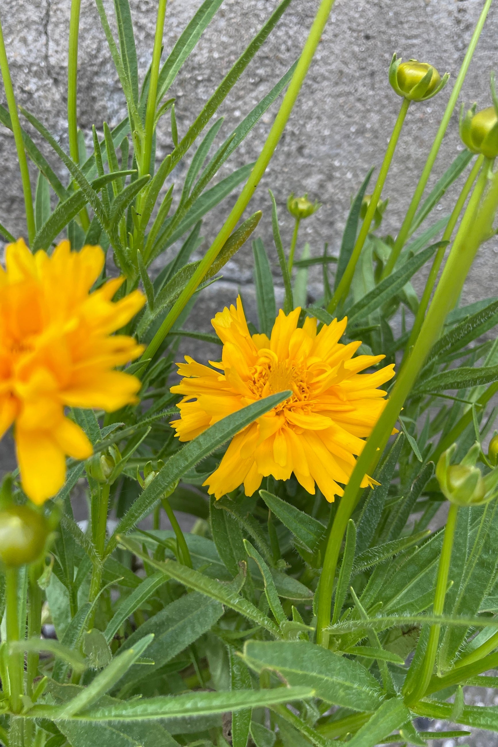 Detail image of the bright yellow flowers of the Coreopsis 'Double the Sun' the end of May at Sprout-home. ©Sprout Home