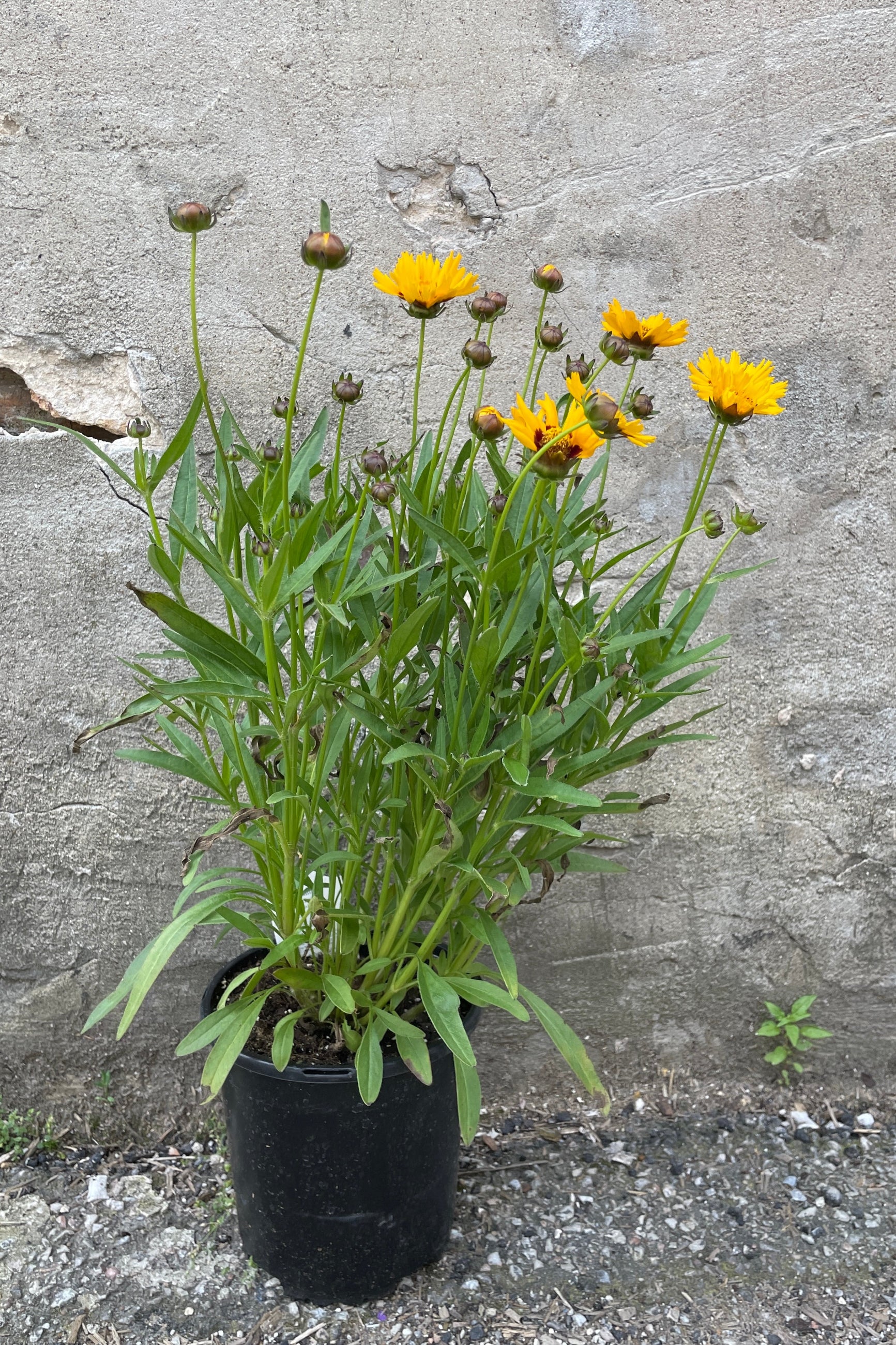 Coreopsis 'Sunfire' in a #1 growers pot in bud and bloom with yellow flowers the beginning of June against a concrete wall.  ©Sprout Home