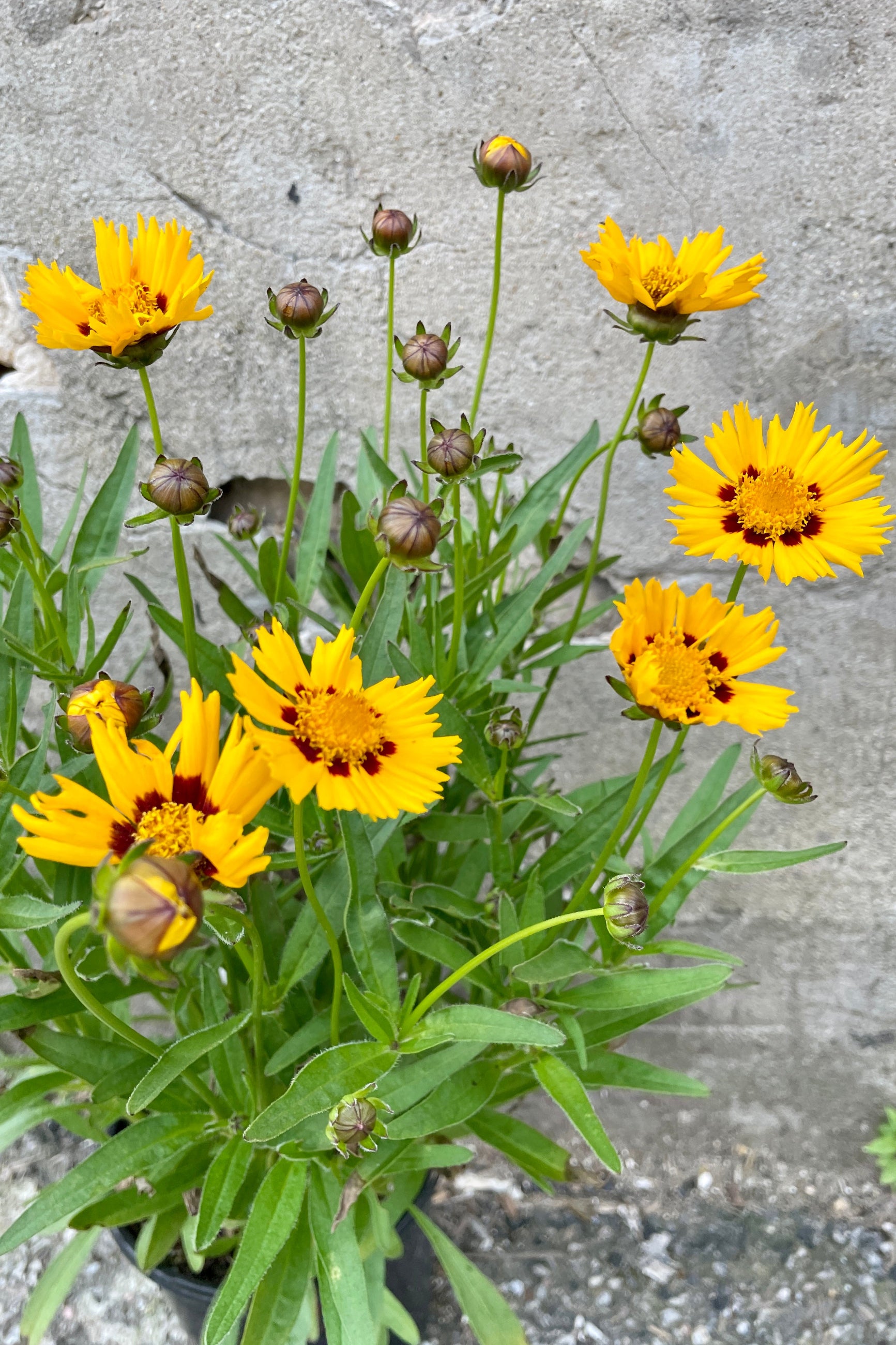 Up close detail of the yellow flowers with burgundy centers and buds the beginning of June on the Coreopsis 'Sunfire' perennial at Sprout-home. ©Sprout Home