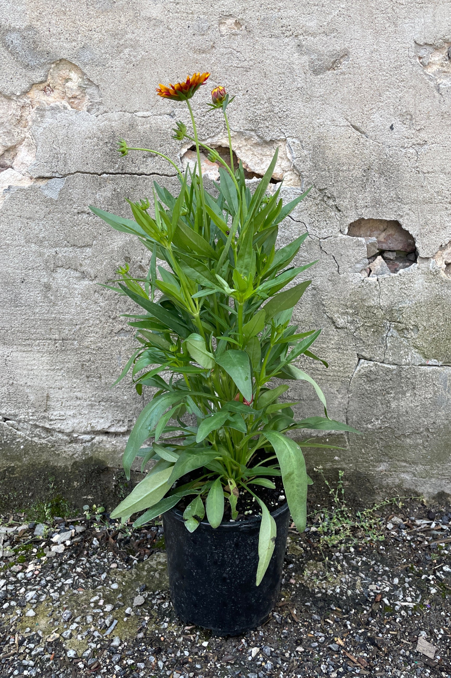 Coreopsis 'Uptick Red' in bud and bloom the beginning of June in a #1 growers pot shown from the side.  ©Sprout Home