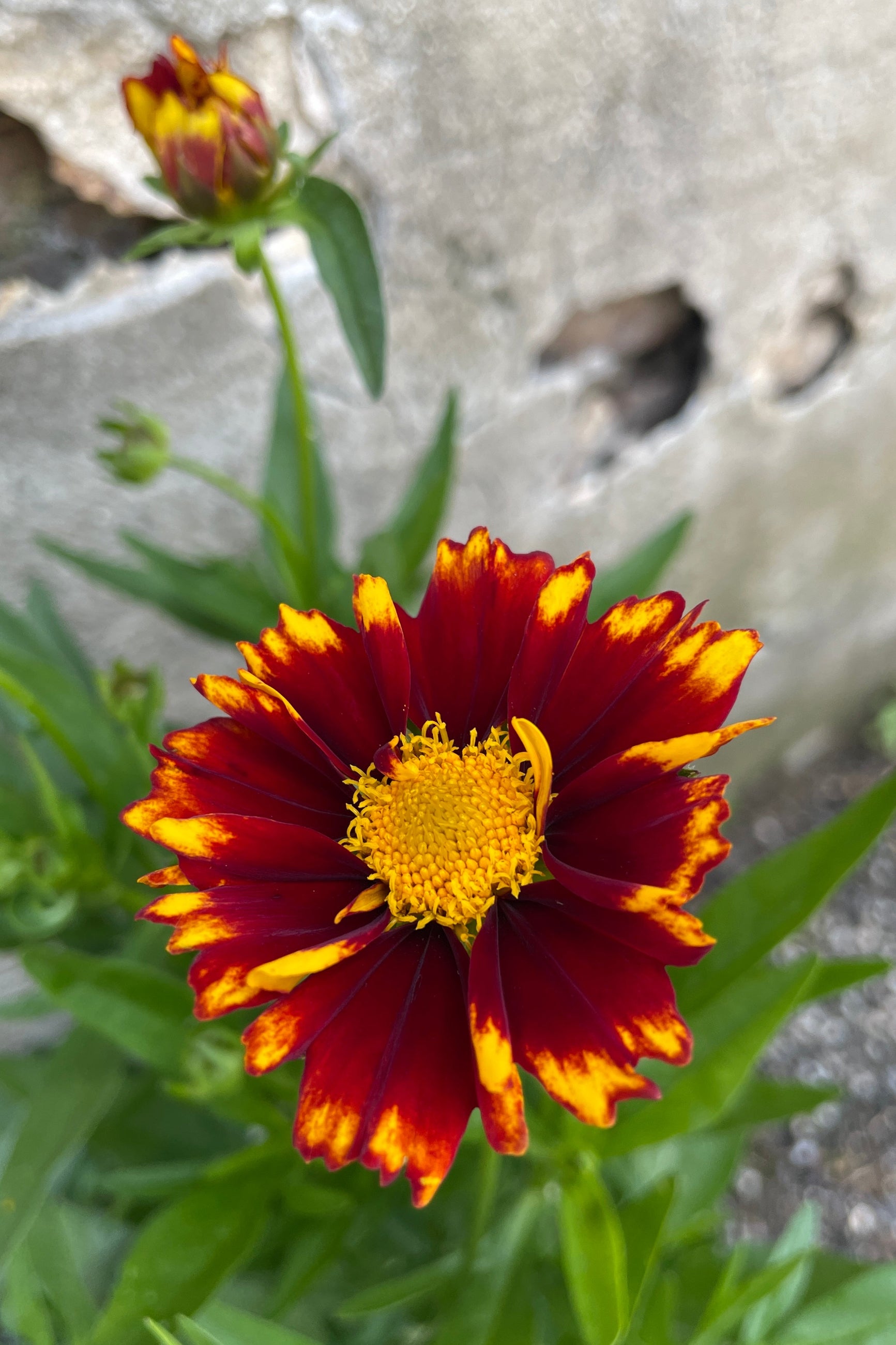 The yellow and red burgundy petals of the open bloom of Coreopsis 'Uptick Red' the beginning of June at Sprout-home.  ©Sprout Home