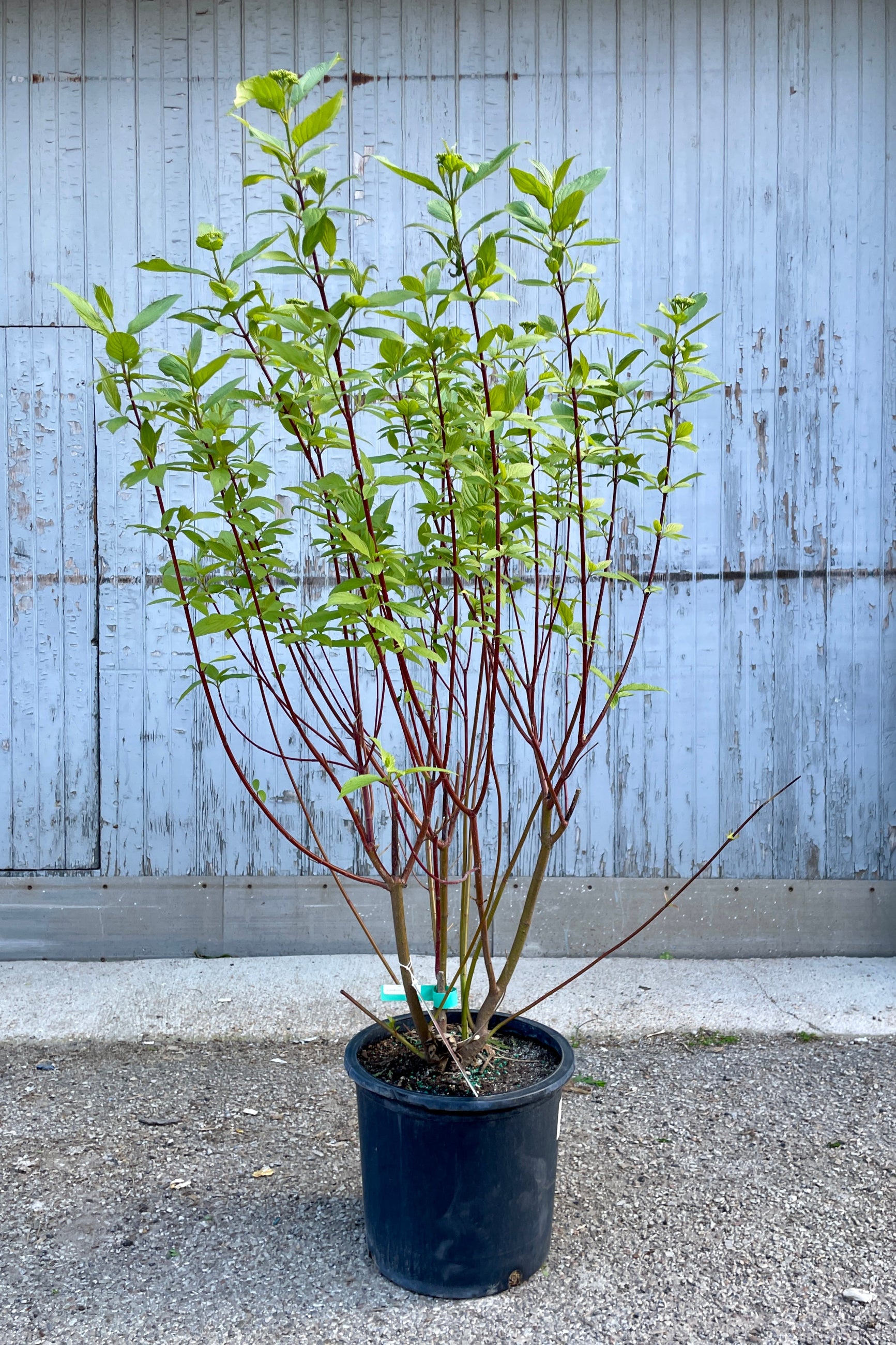Cornus 'Baileyi' in a #5 growers pot the end of April with its new new green ovate leaves and red stems.   ©Sprout Home