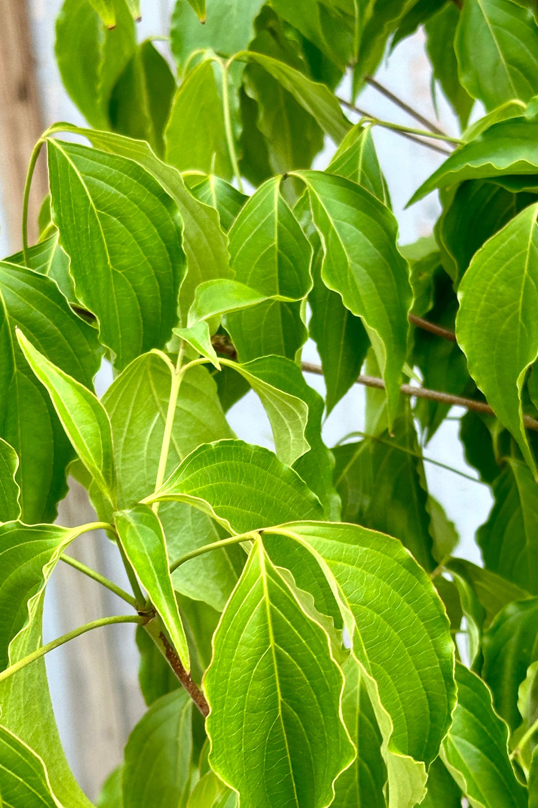 Detail of the green leaves of the Cornus Sousa tree mid May ©Sprout Home