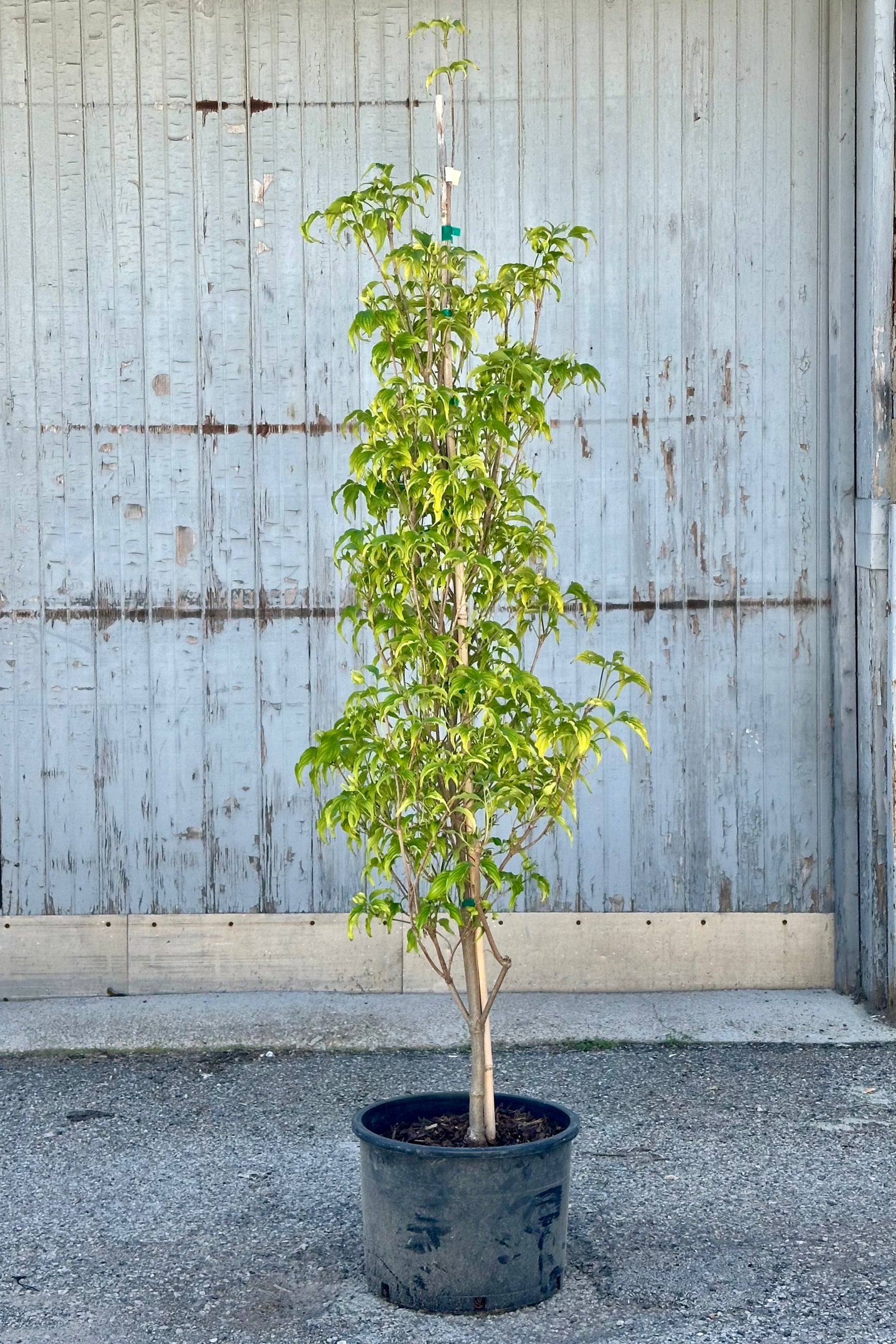 Cornus 'Greensleeves' in a #6 growers pot the end of April  standing in front of a wood wall at Sprout-home. ©Sprout Home