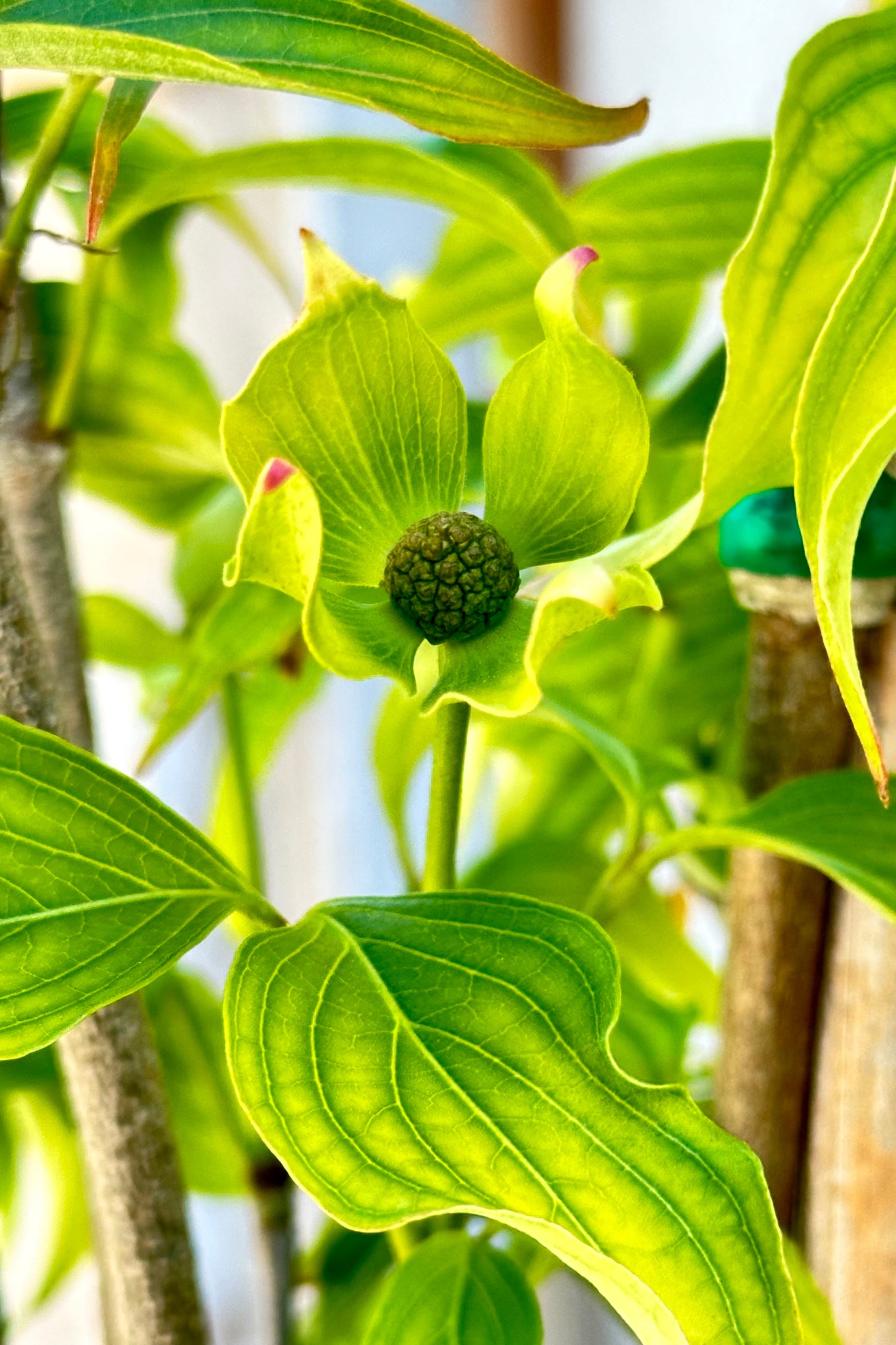 Detail of the young green fledgling flower of the Cornus 'Greensleeves' tree the last day of April at Sprout-home.  ©Sprout Home