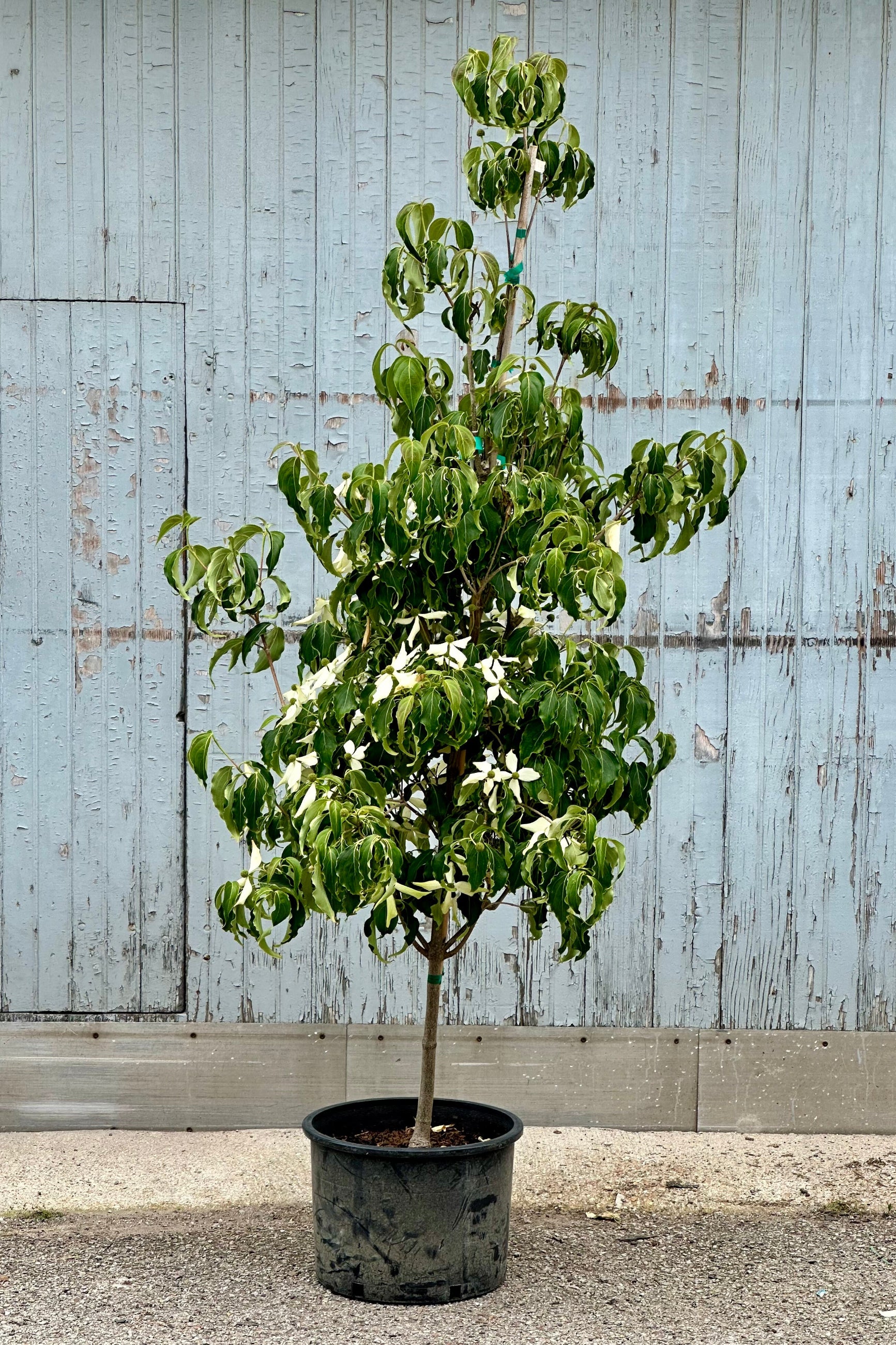 Cornus kousa 'Greensleaves' in a #6 growers pot the beginning of June in bloom at Sprout-home.  ©Sprout Home