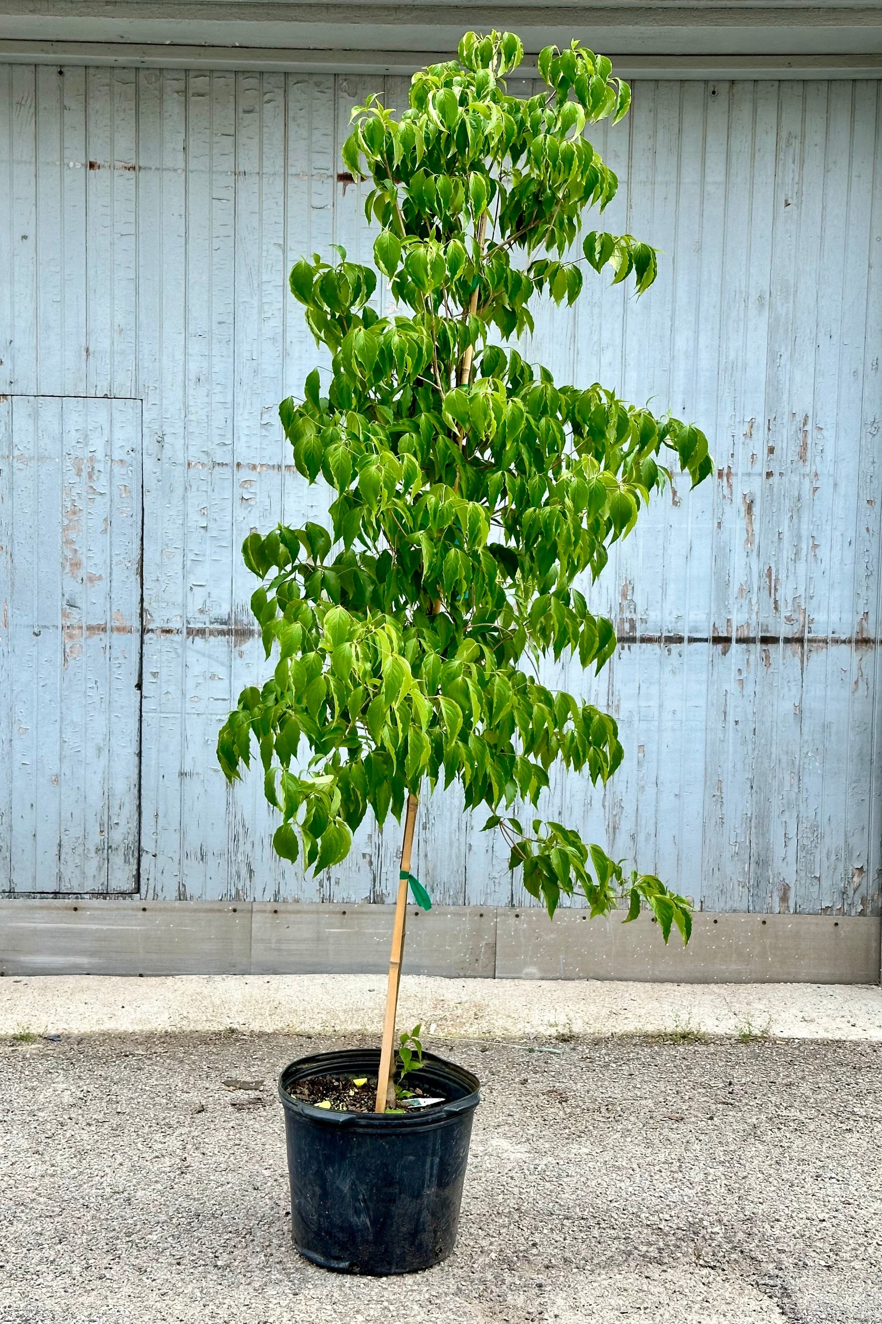 Cornus Sousa tree in a #7 growers pot mid may with green leaves standing in front of a wood wall at Sprout-home ©Sprout Home