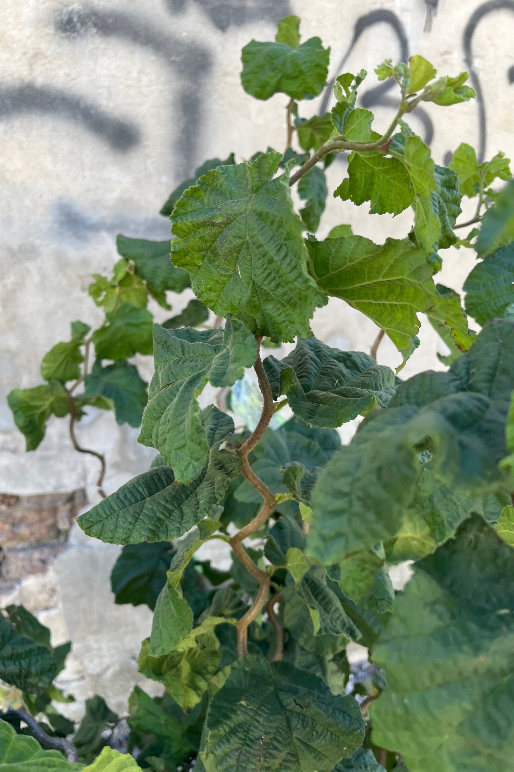 detail of Corylus avellana 'Contorta', or "Harry Lauder's Walkingstick' showing contorted twisted growth at Sprout-home in late August ©Sprout Home