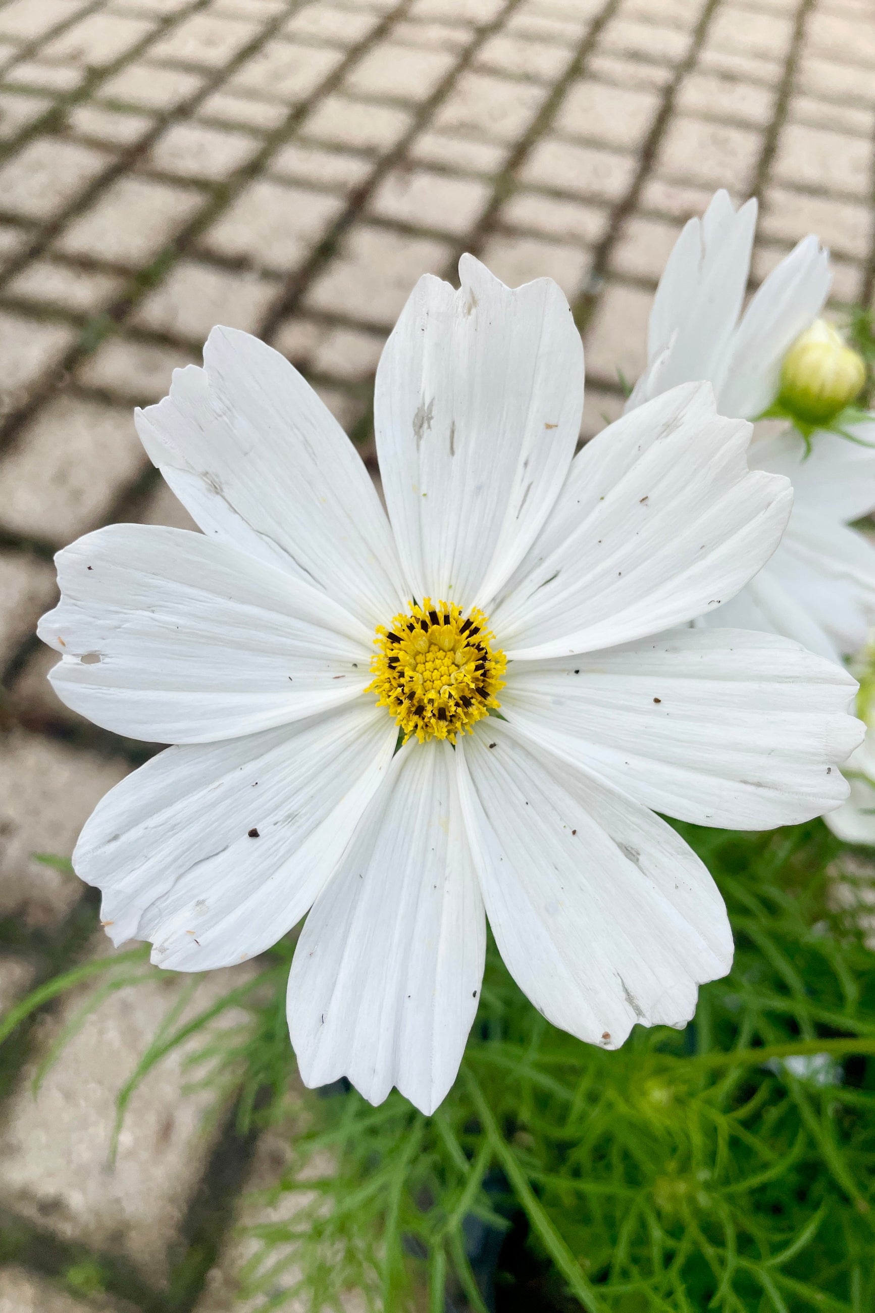 'Sonata White' Cosmos flower up close with its white petals and yellow center the beginning of June at Sprout-home.  ©Sprout Home