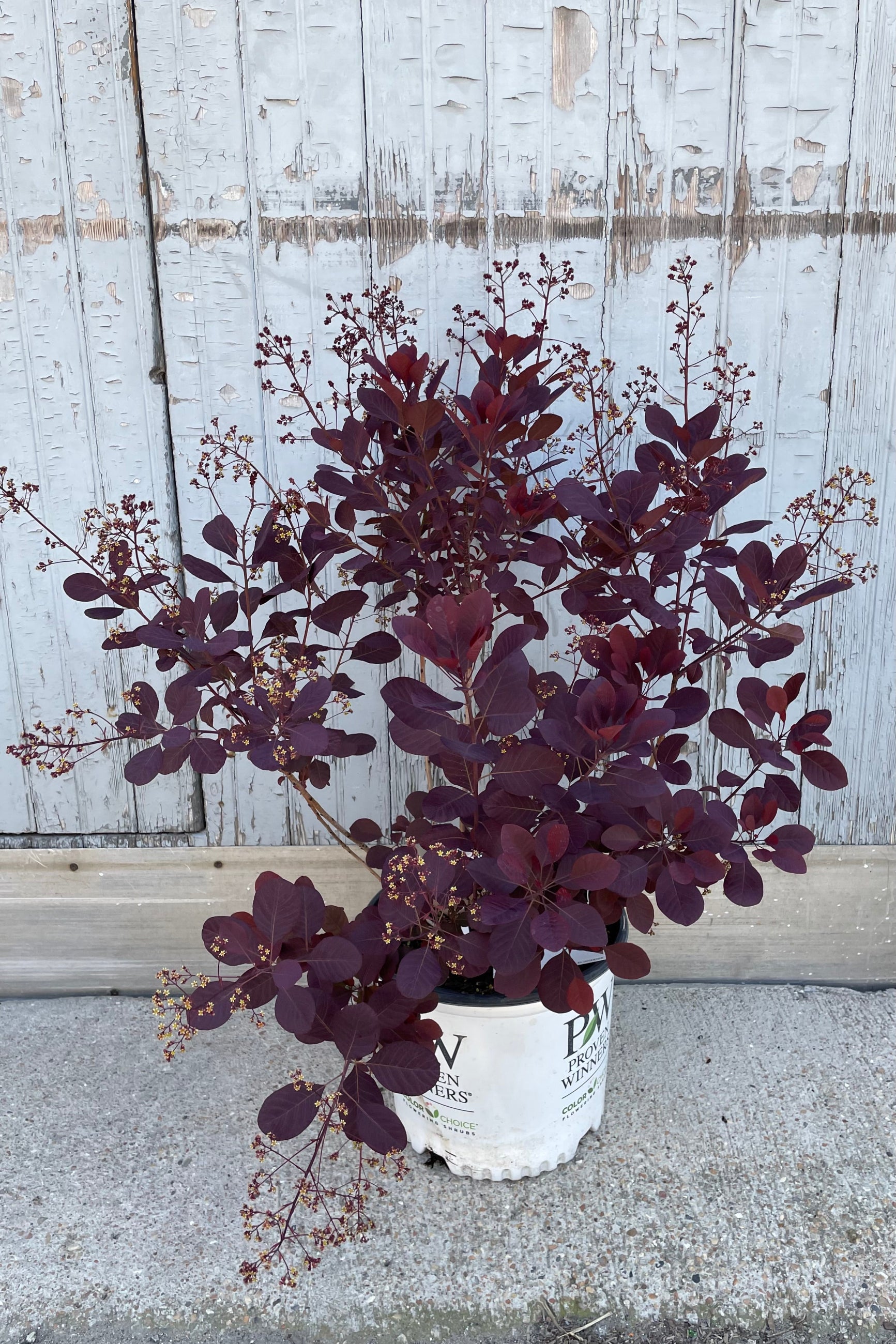 Cotinus 'Winecraft Black' in a #3 growers pot in the middle of bloom the end of May and showing off its dark purple leaves. ©Sprout Home