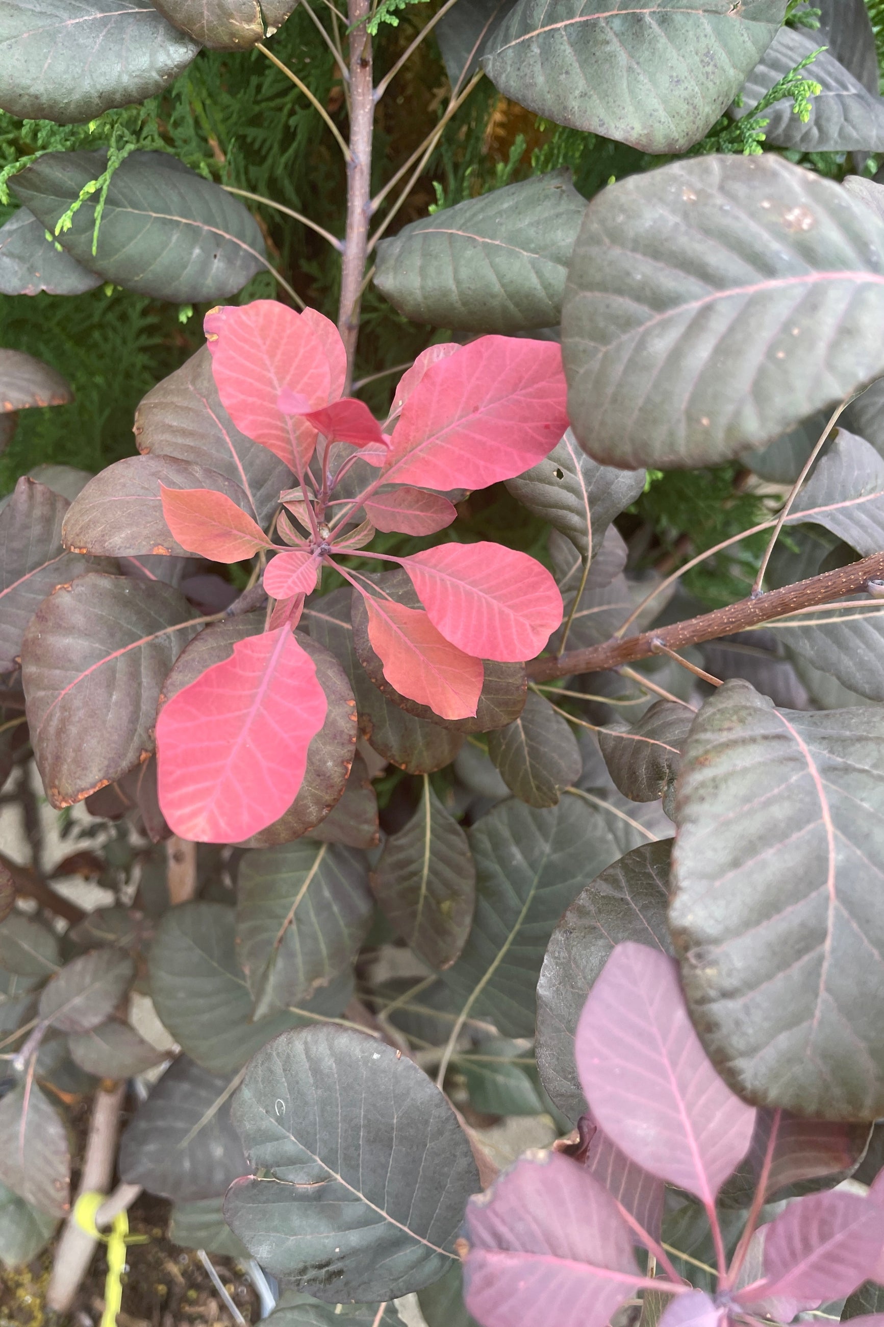 Detail of the Cotinus 'Winecraft Black' in October with dark burgundy leaves and bright rose leaves.  ©Sprout Home