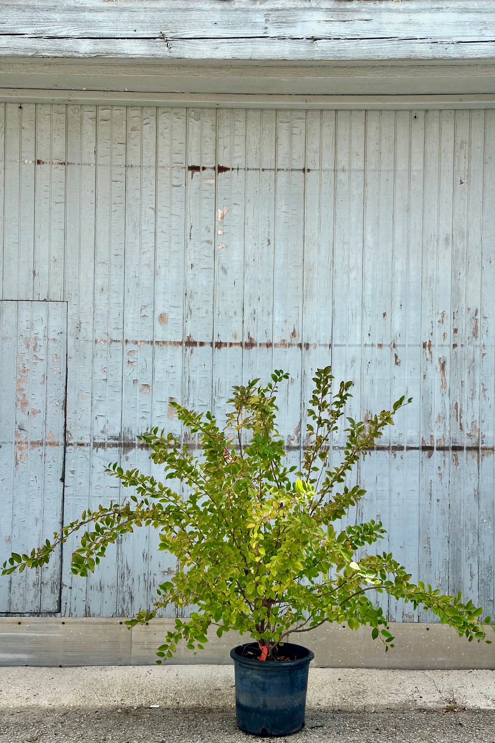 A Cotoneaster apiculatus in a #2 growers pot mid June at Sprout-home  ©Sprout Home