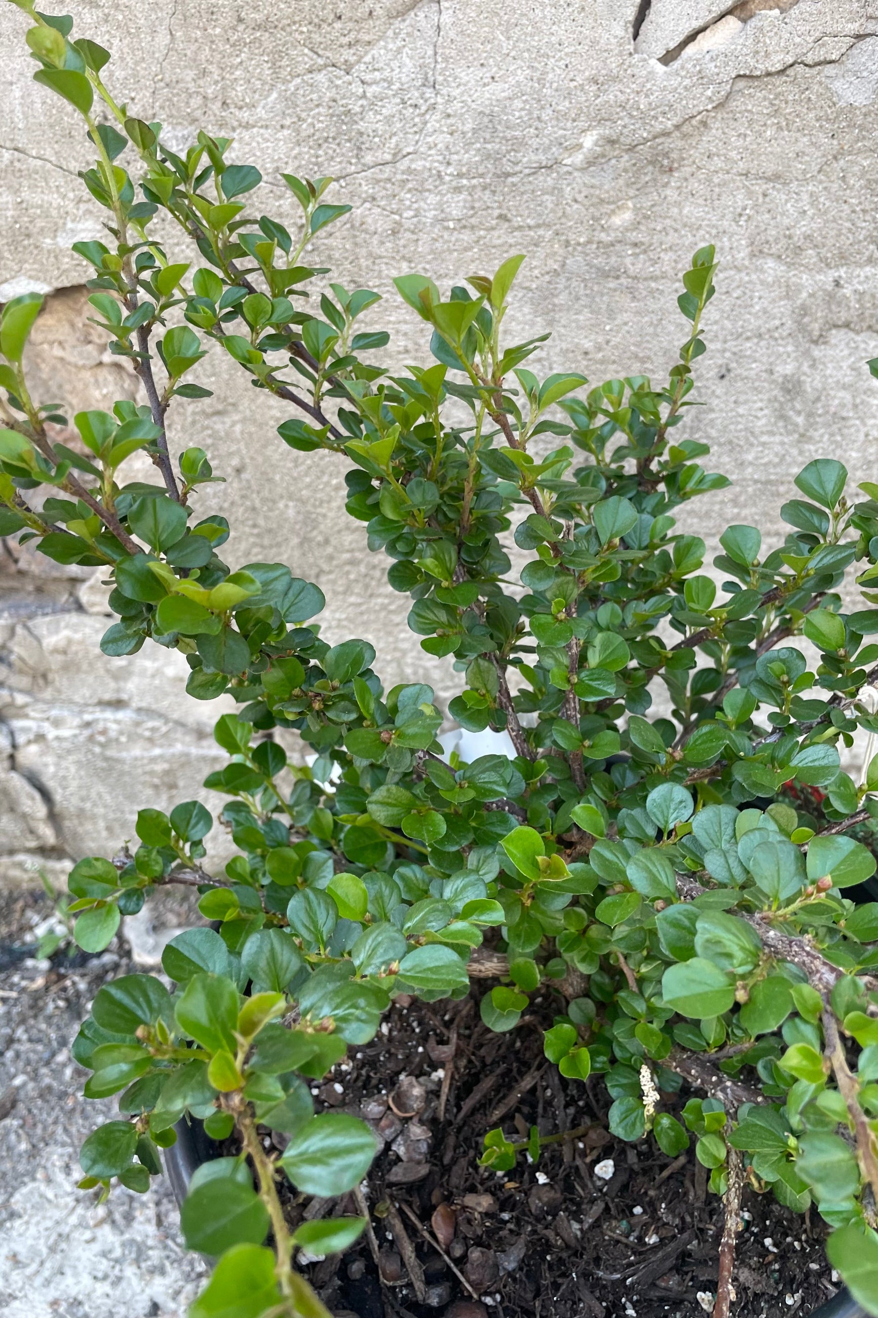 Detail picture of the perfect round green leaves of the Cotoneaster apiculatus mid May ©Sprout Home