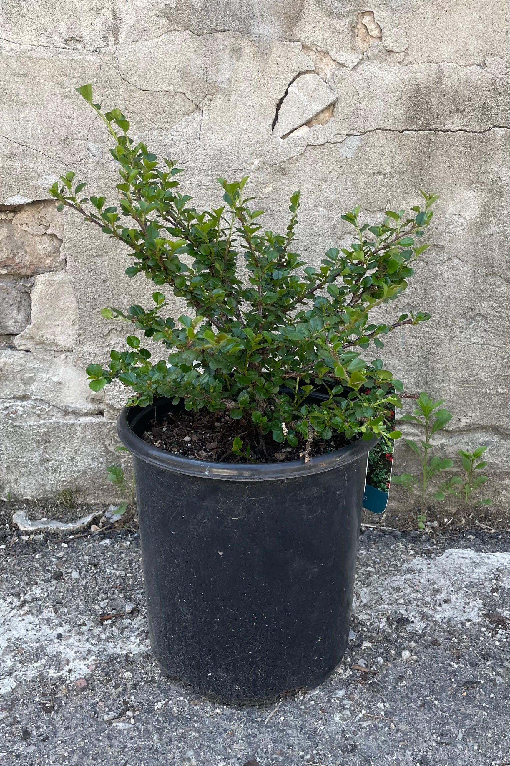 Cotoneaster apiculatus mid May in a #2 growers pot showing the sculptural branches and round green leaves against a concrete wall.   ©Sprout Home