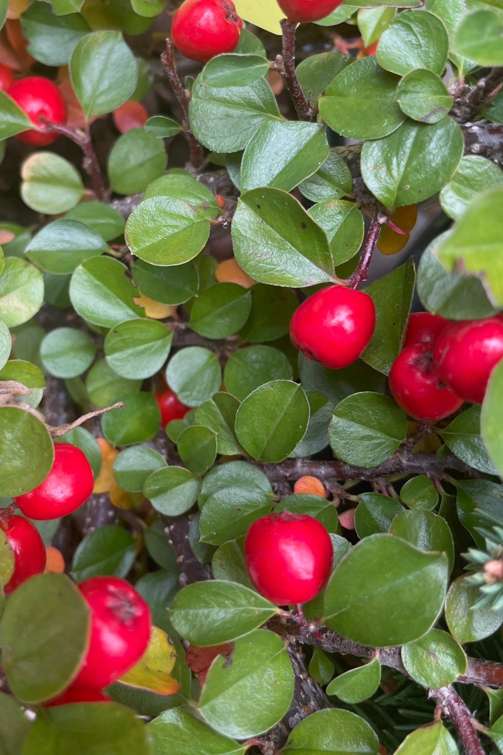 Detail picture of the shiny green leaves and bright red berries the end of October on the Cotoneaster apiculatus in the Sprout-home yard.   ©Sprout Home