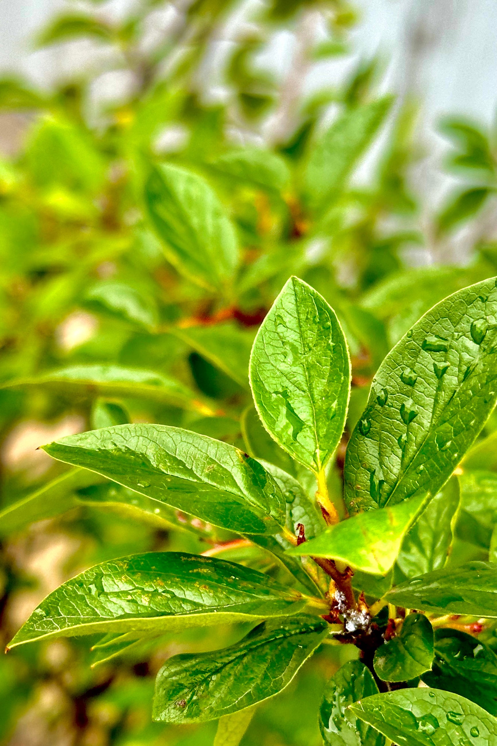 Cotoneaster hedge up close the middle / end of June with its glossy ovate green leaves  ©Sprout Home