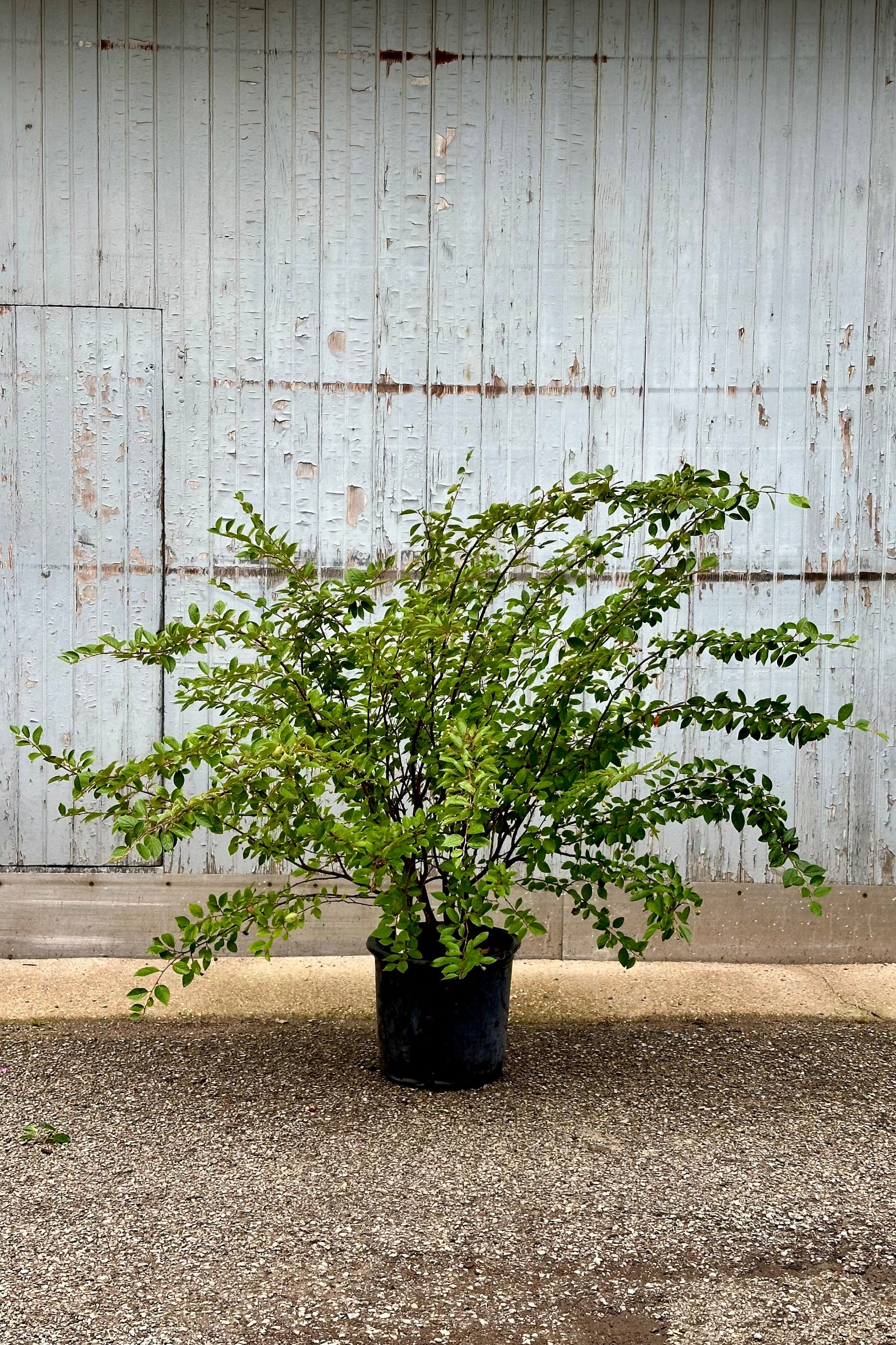 Cotoneaster hedge in a #5 growers pot with an abundance of green leaves mid to late June in front of a wood wall.  ©Sprout Home ©Sprout Home