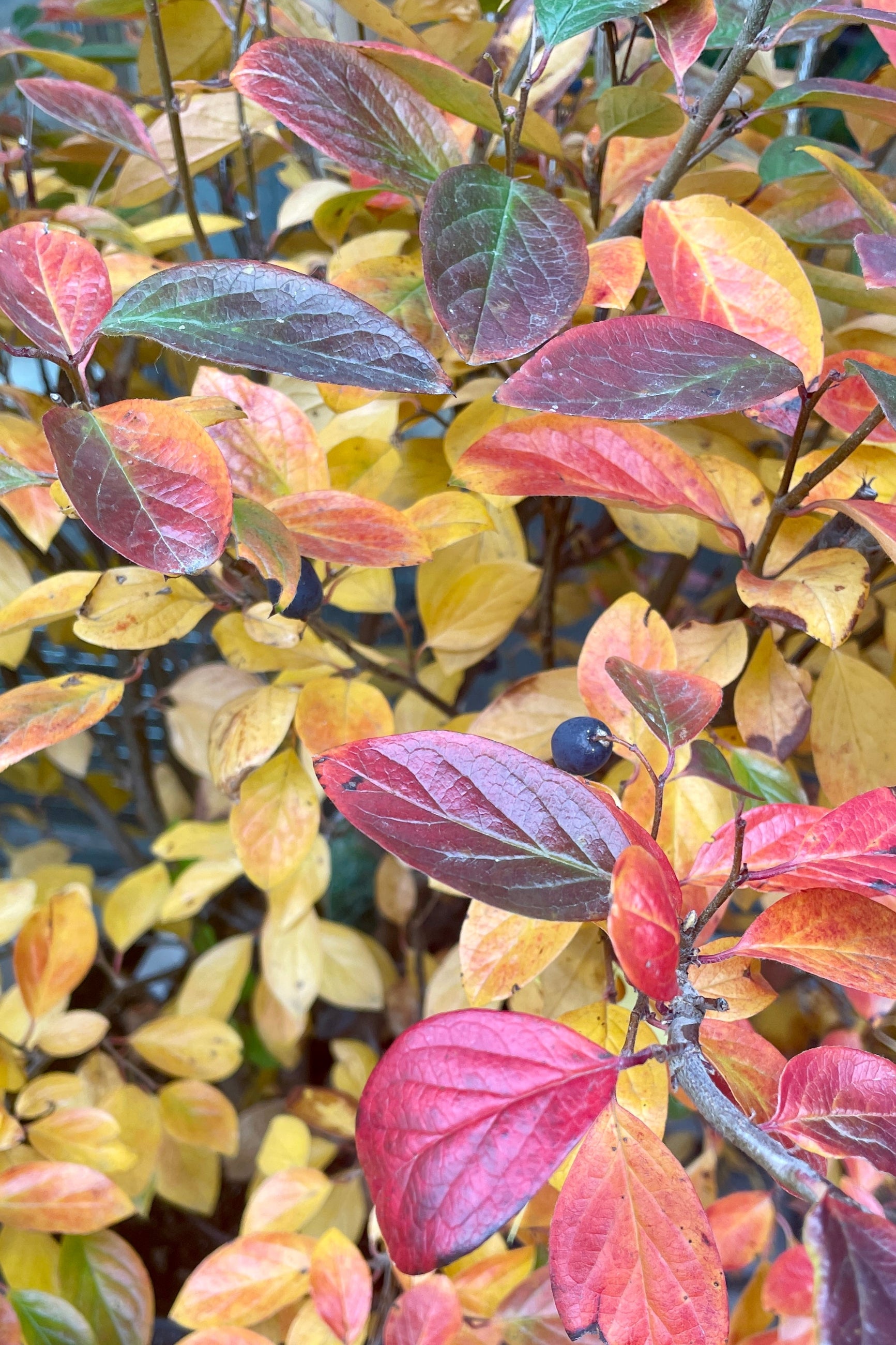 The fall leaves of the Cotoneaster l. hedge ranging from yellow to auburn red with black fruit the middle of October.  ©Sprout Home