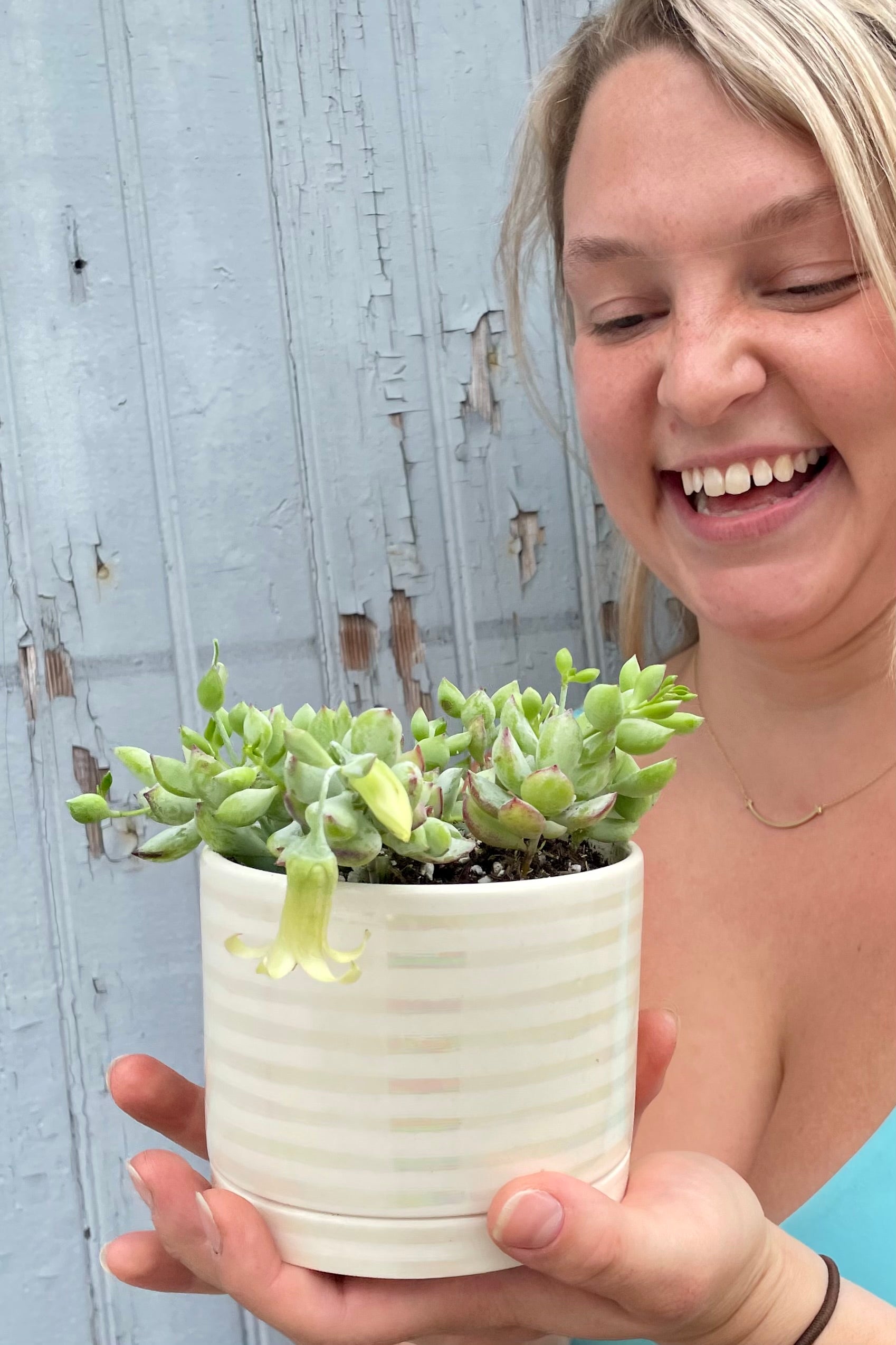 A Cotyledon pendens potted in a Unicorn planter being held by Sprout-home staff member Randi