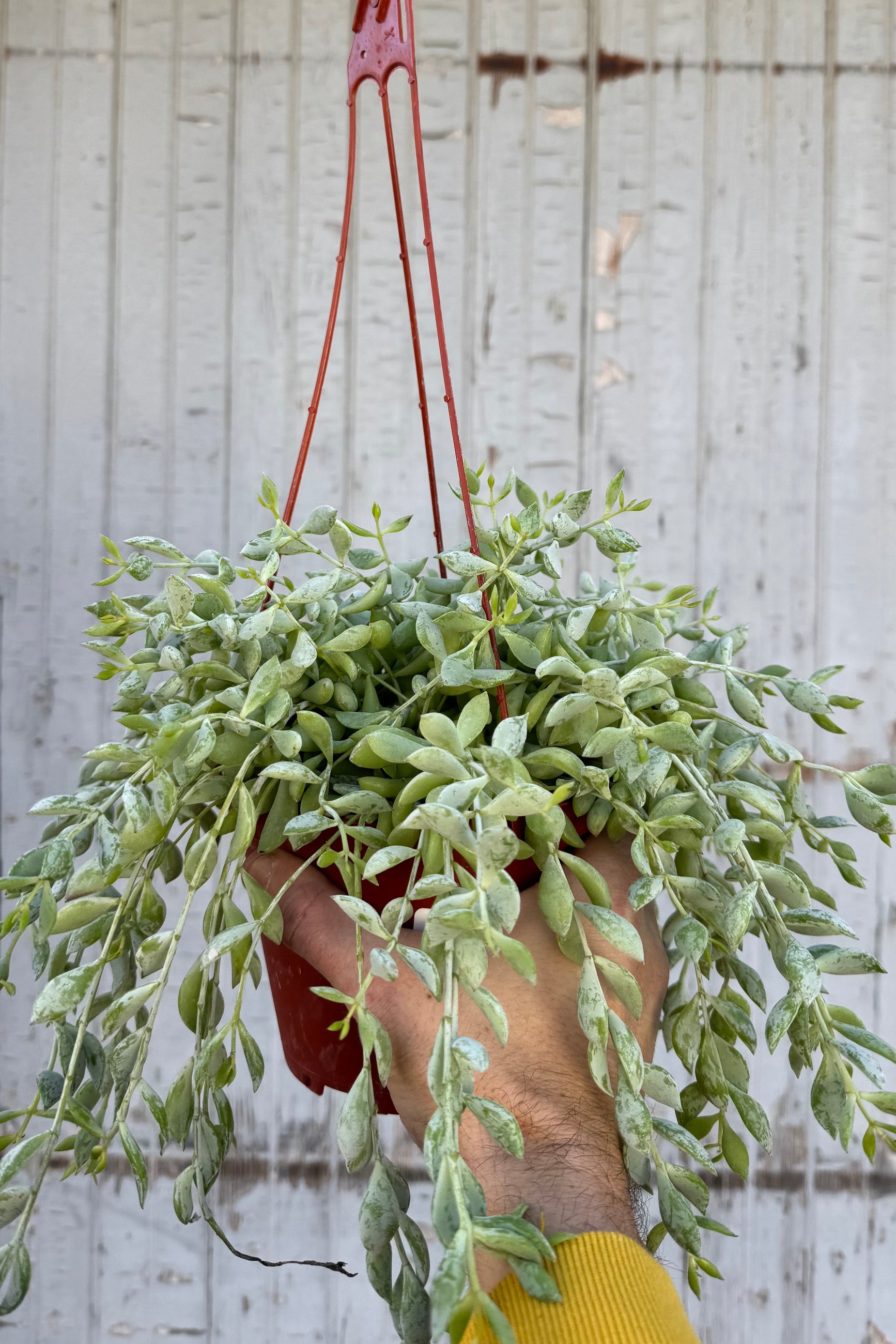 Succulent plant with silvery green beads that trail over a hanging planter against a grey wall. 