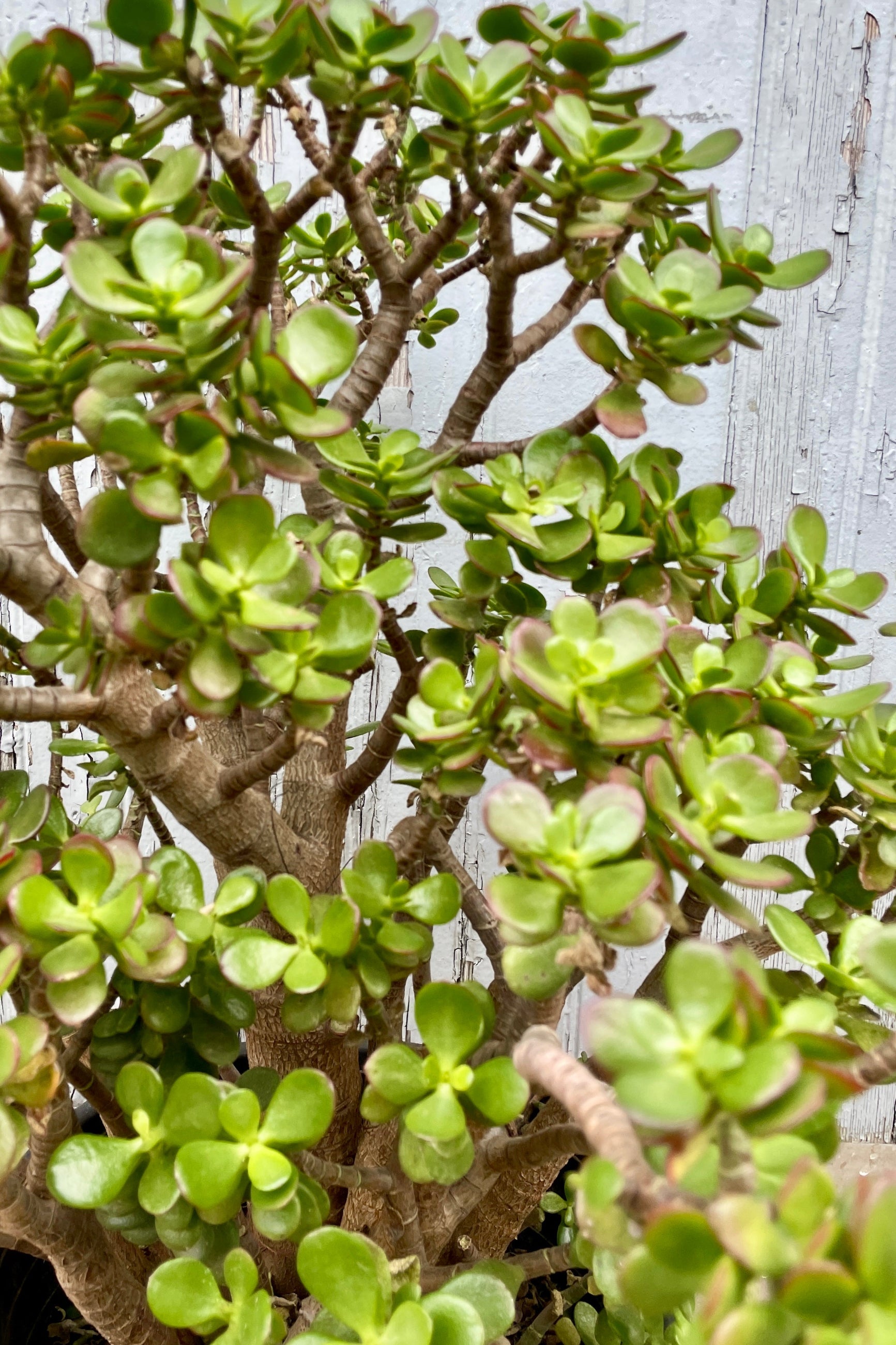 A detail of the thick round leaves of Crassula 'Crosby' at Sprout-home