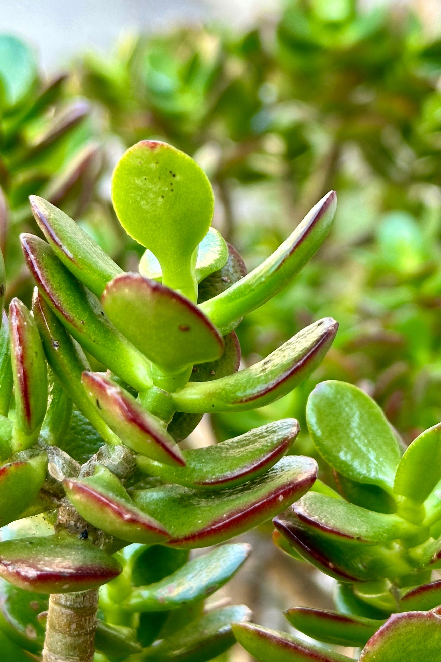 A detail of the thick rounded leaves of the Crassula 'Gollum' jade. 