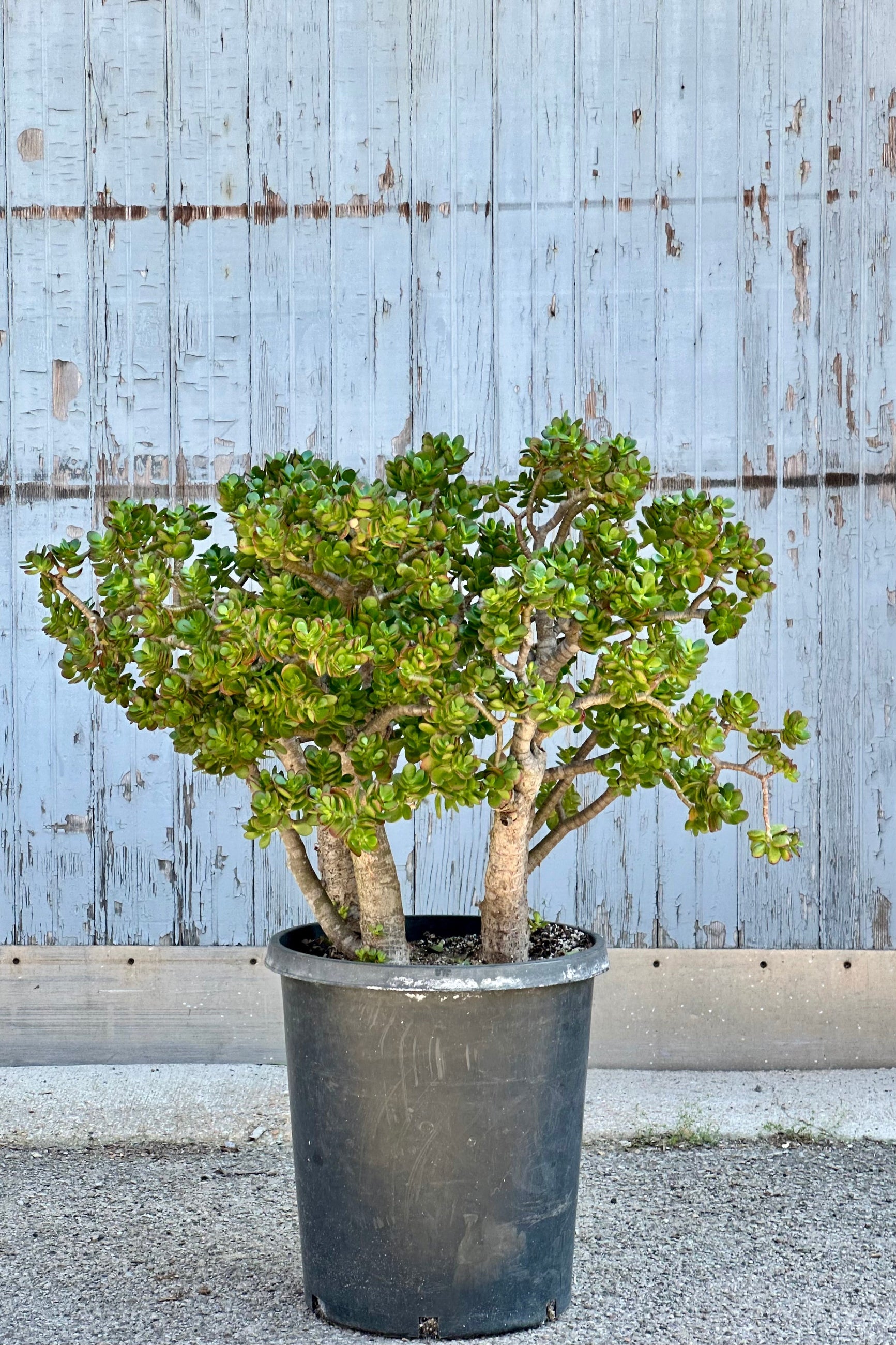 Crassula 'Gollum' in a #15 growers pot in bush form against a wood wall at Sprout-home. 
