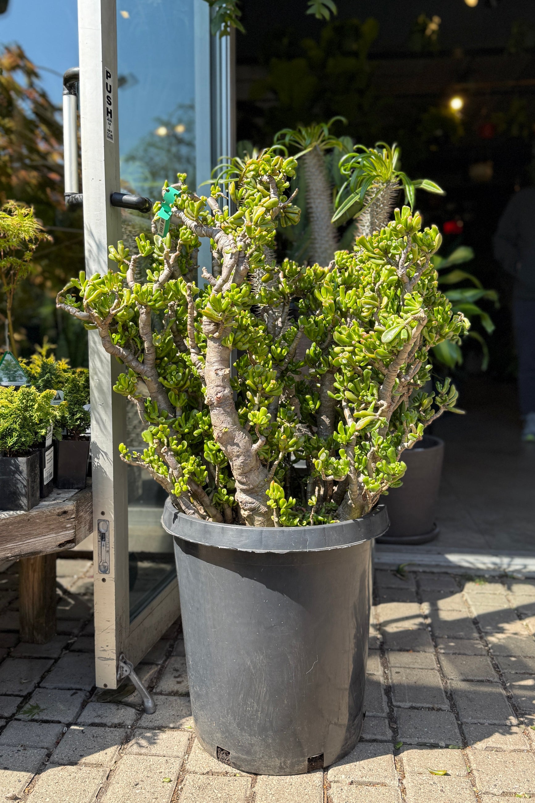 Crassula ovata 'Hobbit' #15 stump / tree form at Sprout-home ©Sprout Home