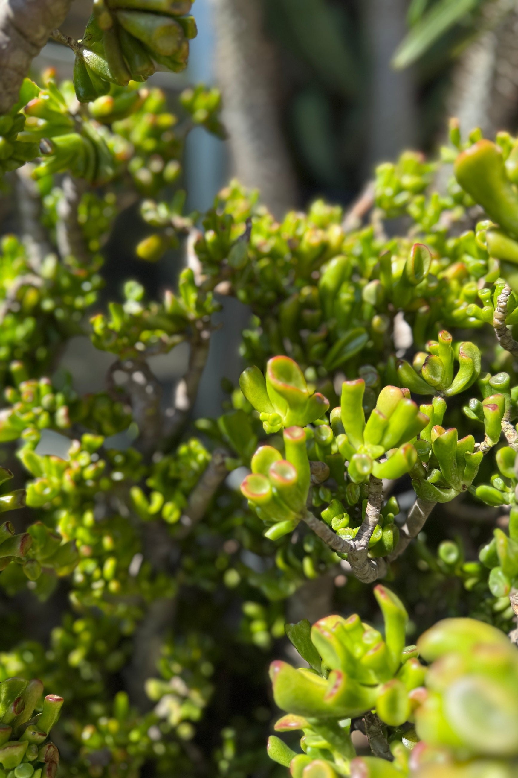 Crassula ovata 'Hobbit' detail ©Sprout Home