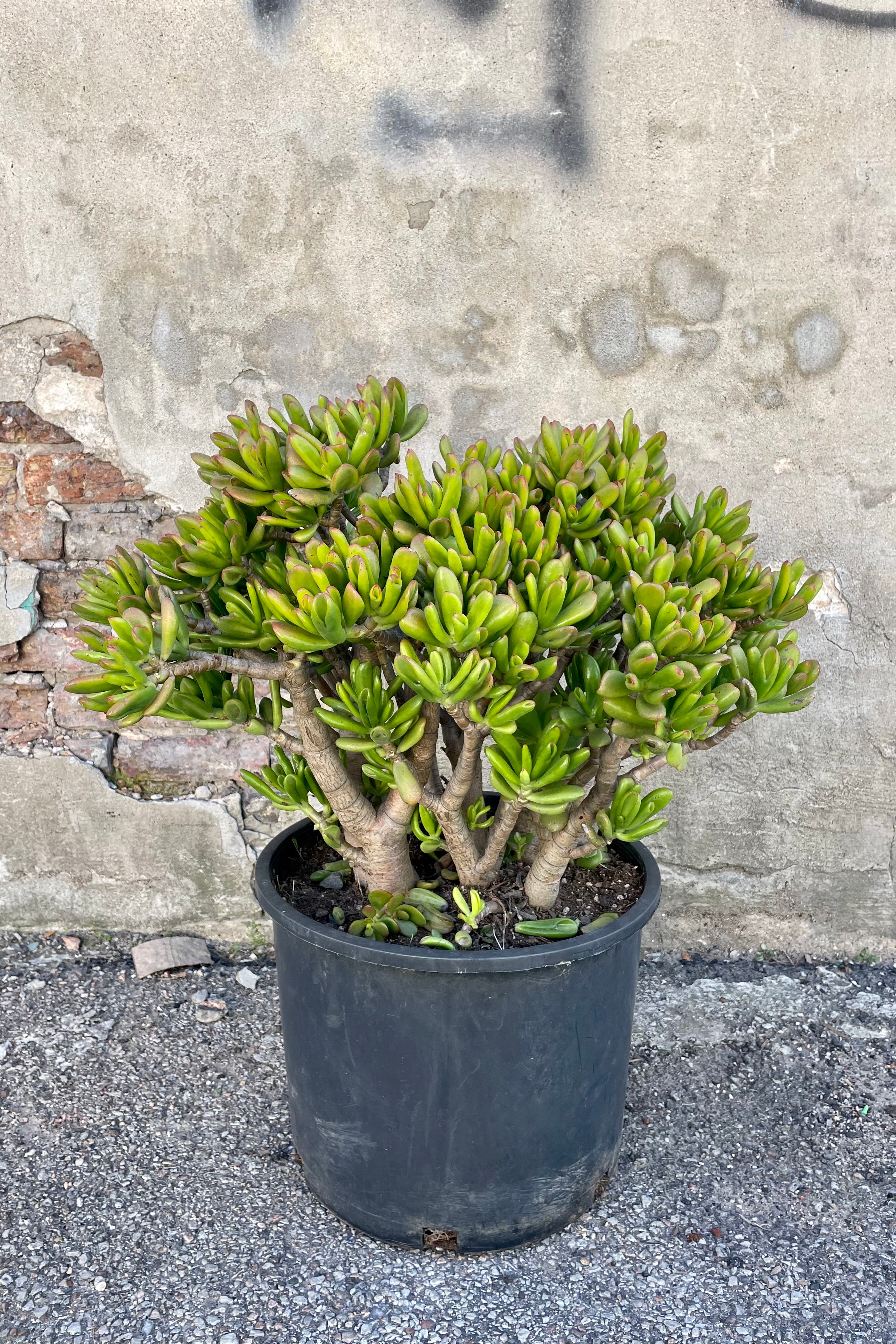 Photo of Crassula ovata 'Hobbit' in a black pot against a cement wall