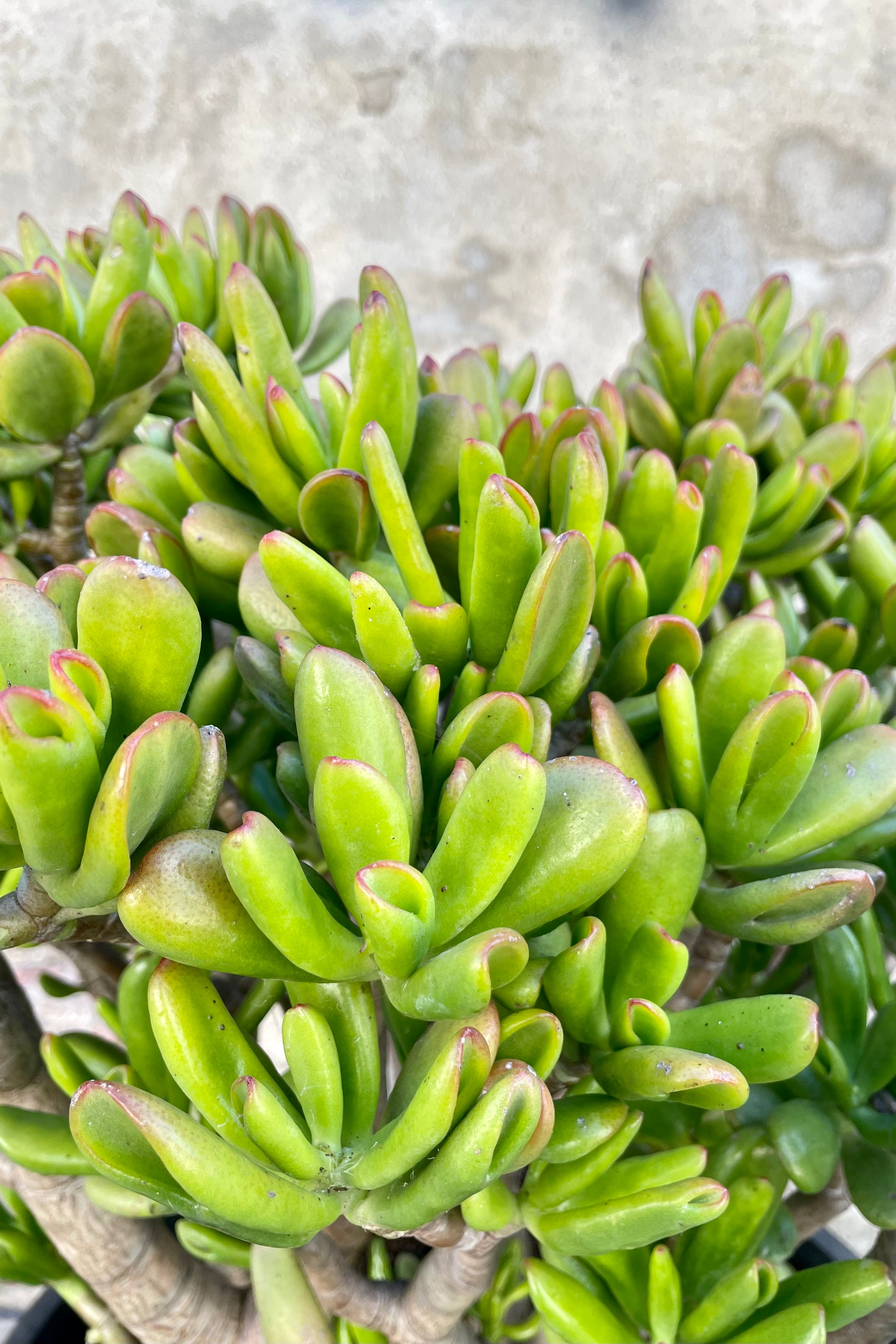 Close photo of fluted leaves of Crassula oavata 'Hobbit' Jade Plant. 