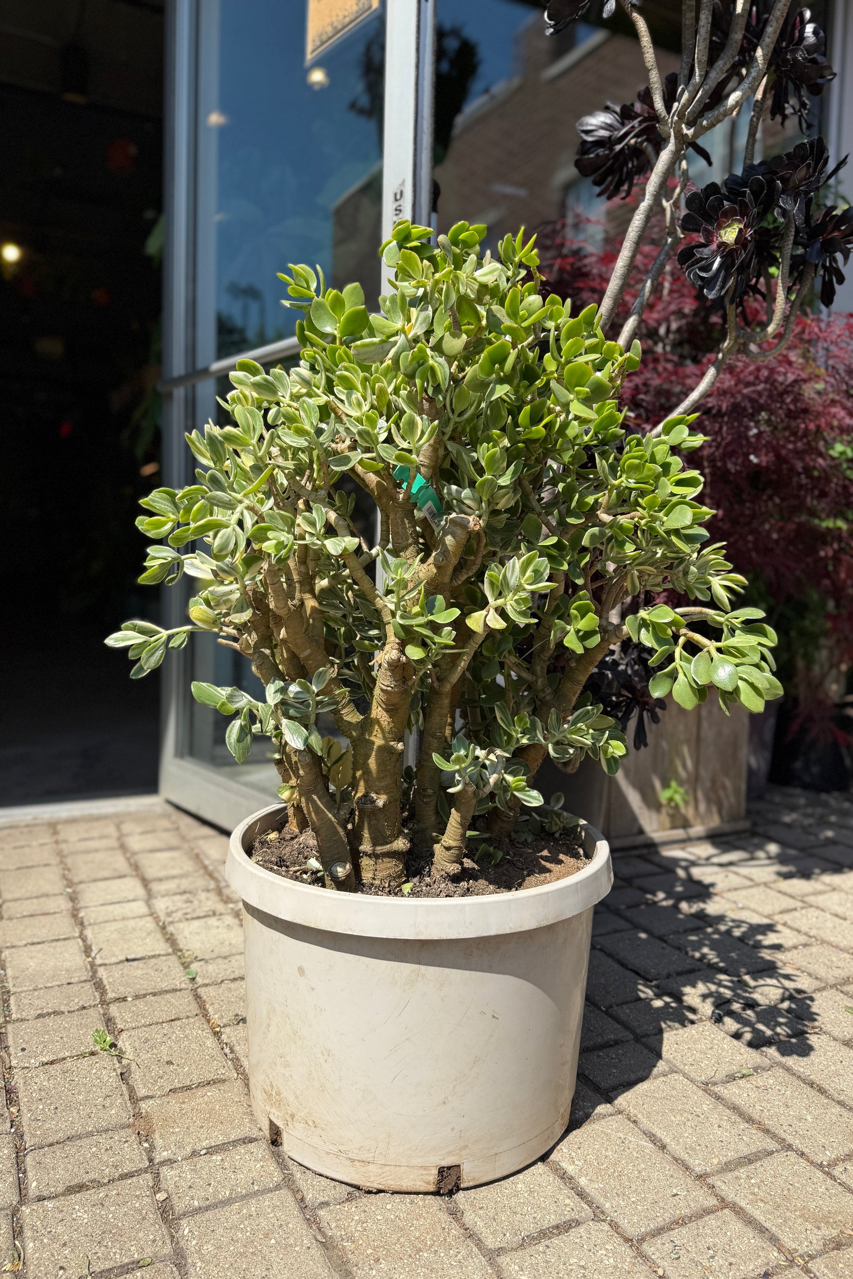Crassula ovata "Variegated Jade" in a 14" growers pot in the Sprout-home yard ©Sprout Home