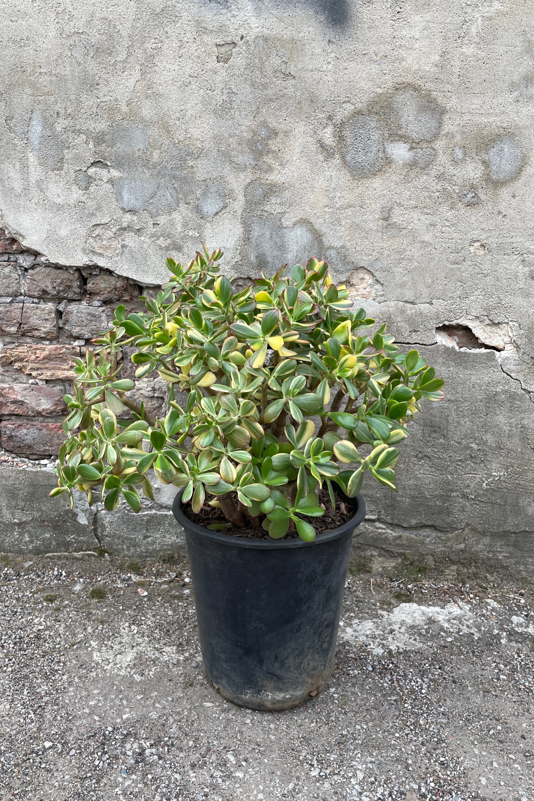 Crassula Variegata jade plant in a 5gal pot at Sprout-home shown from the side. 
