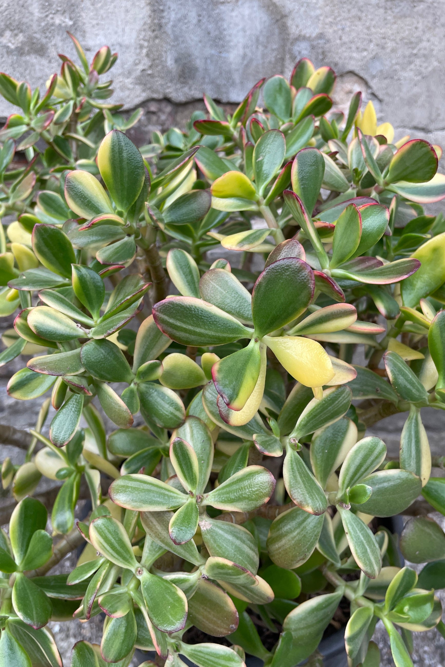 Crassus ovata variegata leaves up close showing the thick multicolored ovate leaves at Sprout-home> 