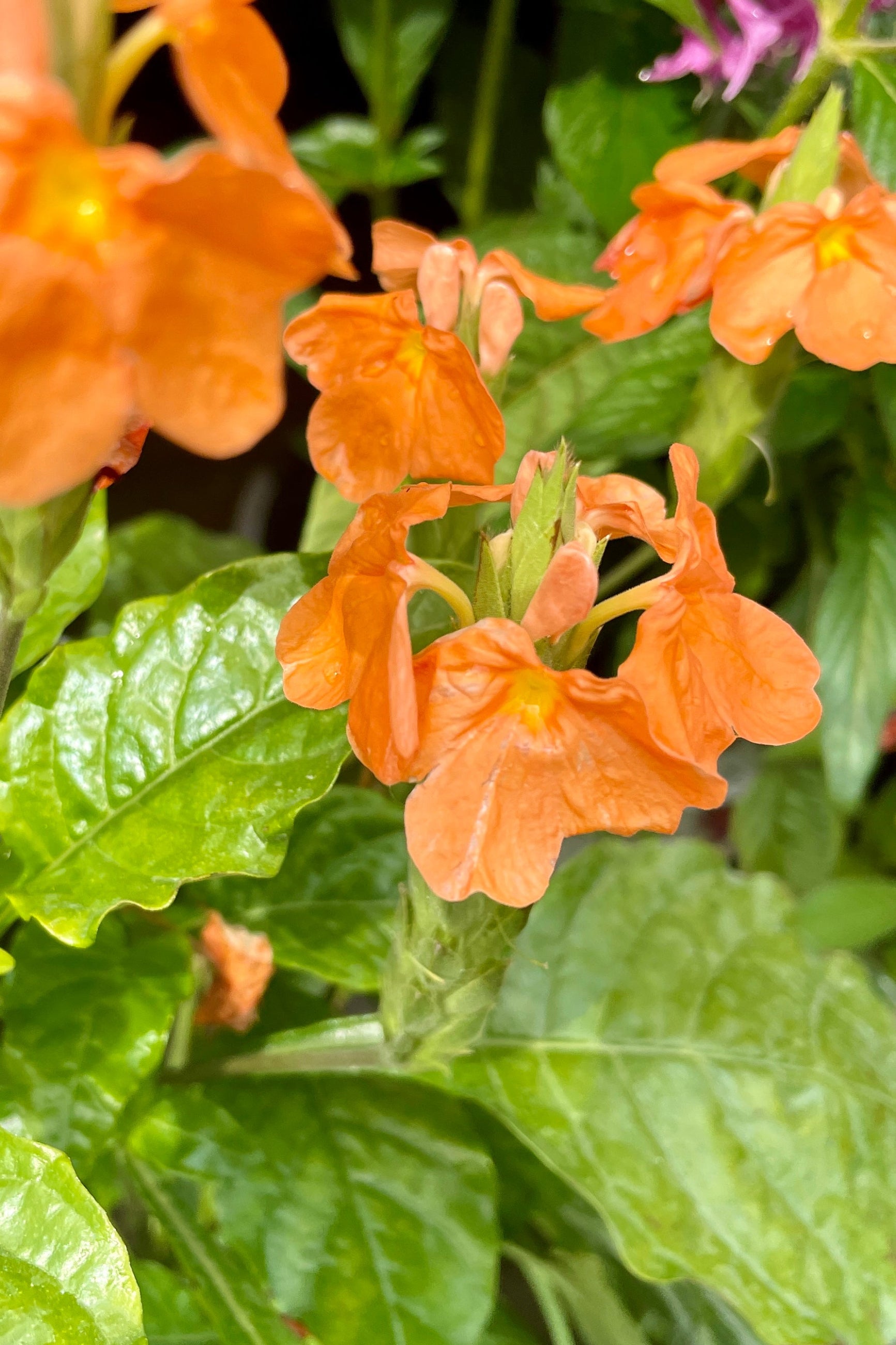 A detail image of the orange blobs and green leaves of a Crossandra plant mid May at Sprout-home. ©Sprout Home