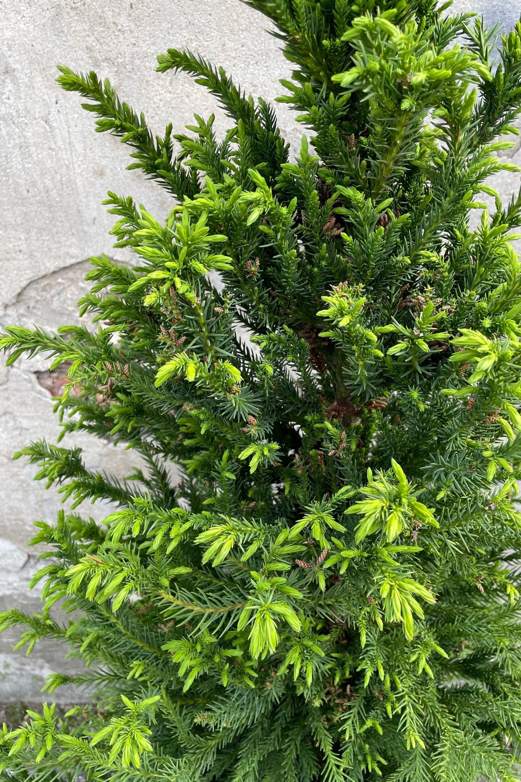 Cryptomeria 'Black Dragon' evergreen leaves with fresh growth the beginning of May ©Sprout Home