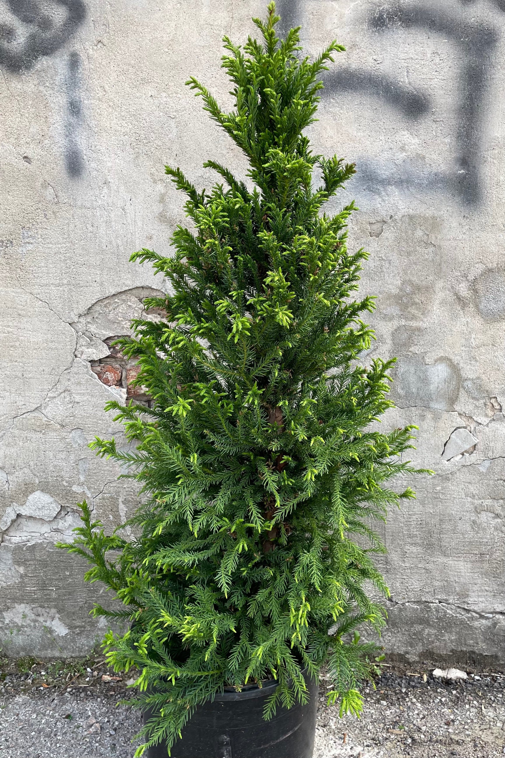 Cryptomeria 'Black Dragon' in a #6 growers pot with fresh light green growth off the darker limbs the beginning of May in front of a concrete wall.  ©Sprout Home
