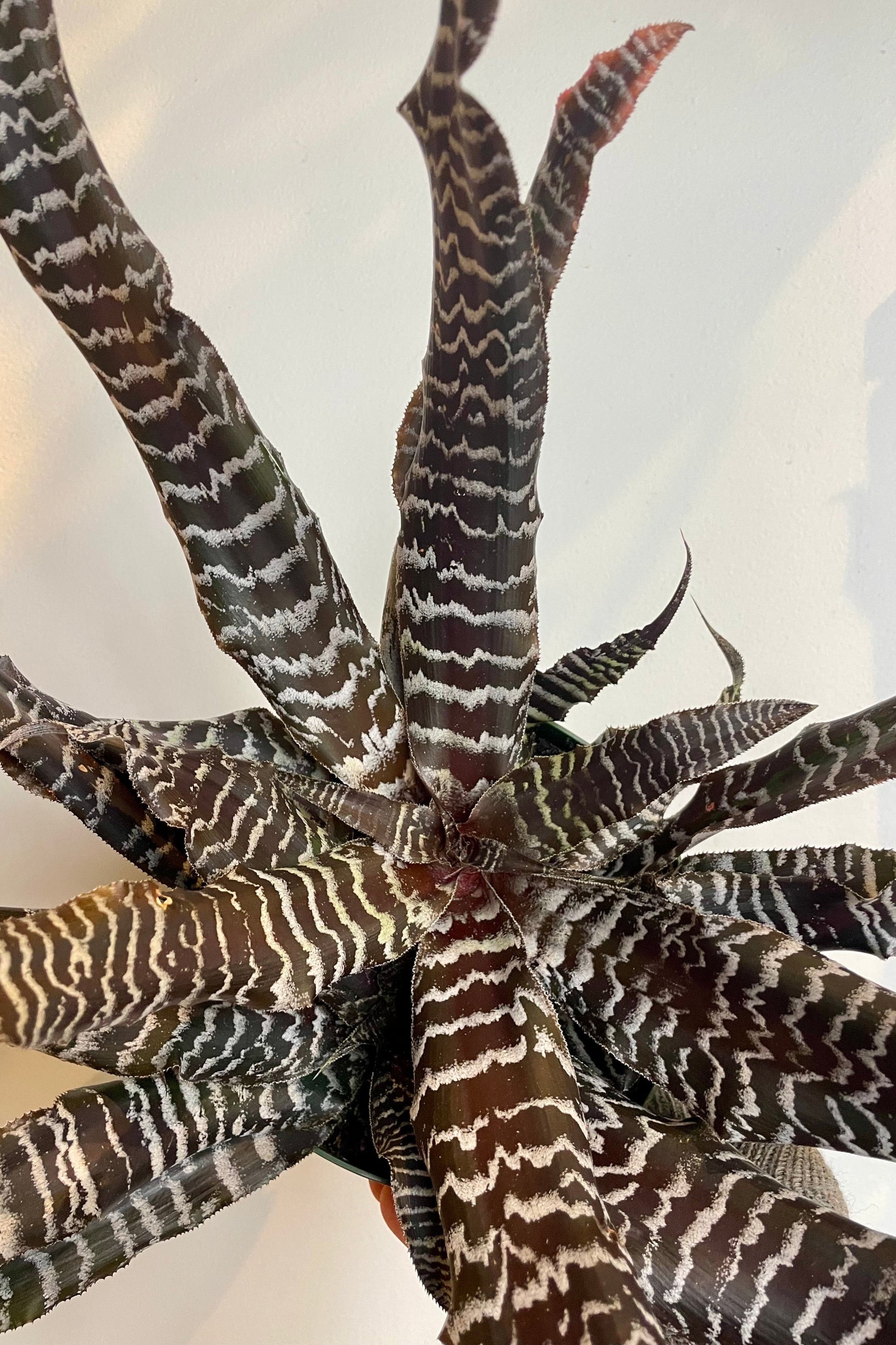 Photo from above of a plant with long narrow leaves. The leaves are brown with silver bands. The plant is Cryptanthus 'Black Mystic' shown in front of a white wall at Sprout-home