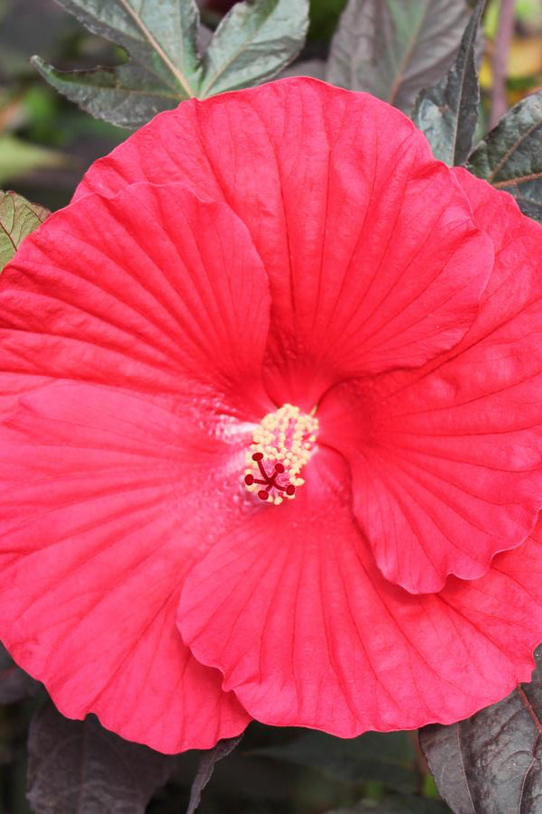 The massive deep red flower of Hibiscus 'Midnight Marvel'  ©Hoffie Nursery