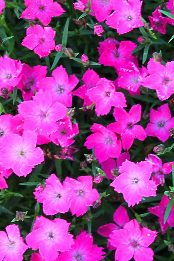 Dianthus 'Beauties Kahori'  in bloom and up close  ©Hoffie Nursery