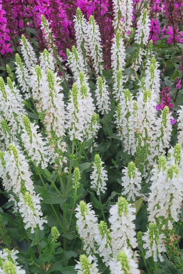 The white flowers of the Saliva 'Lyrical White' perennial in bloom and planted in mass  ©Hoffie Nursery