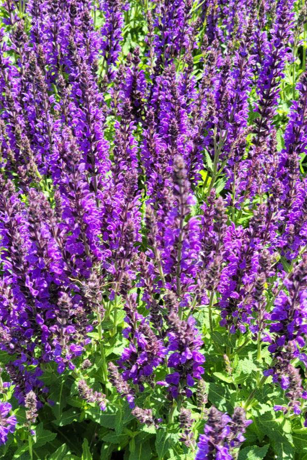 Detail picture of the vivid purple flower spikes of Salvia 'Marcus' in full bloom and planted in mass ©Hoffie Nursery