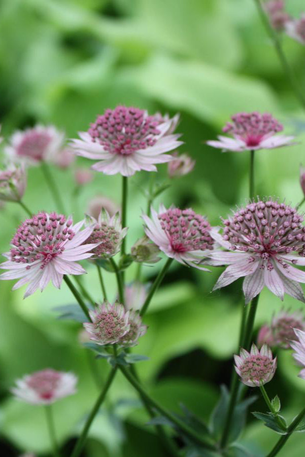 detail of the purple flowers of the Astrantia Roma in bloom with a green background ©Hoffie Nursery