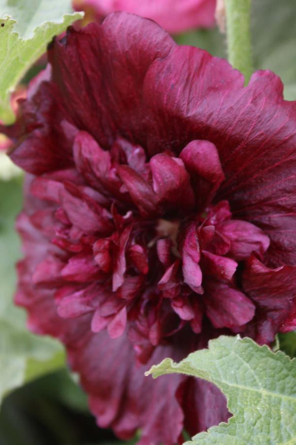 Alcea 'Chaters Double' in bloom and up close showing the rose pink colored bloom.  ©Hoffie Nursery