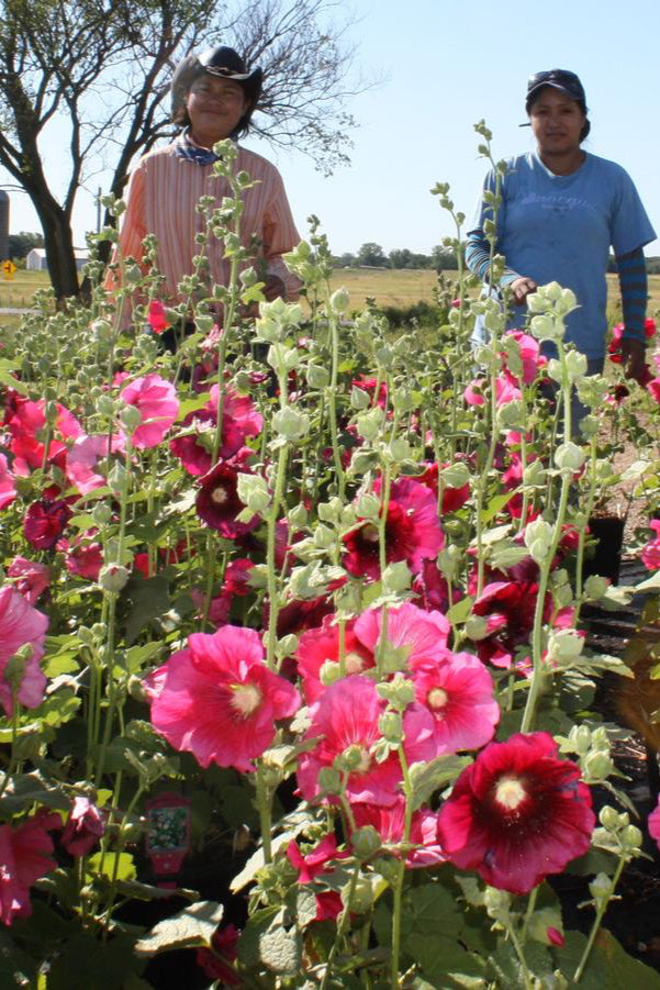 Alcea 'Indian Spring' patch of perennials in bloom with shades of red and pink ©Hoffie Nursery