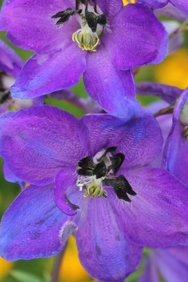 The open dark blue purple flower with black centers of the Delphinium 'Dark Blue / Dark Bee'  ©Hoffie Nursery
